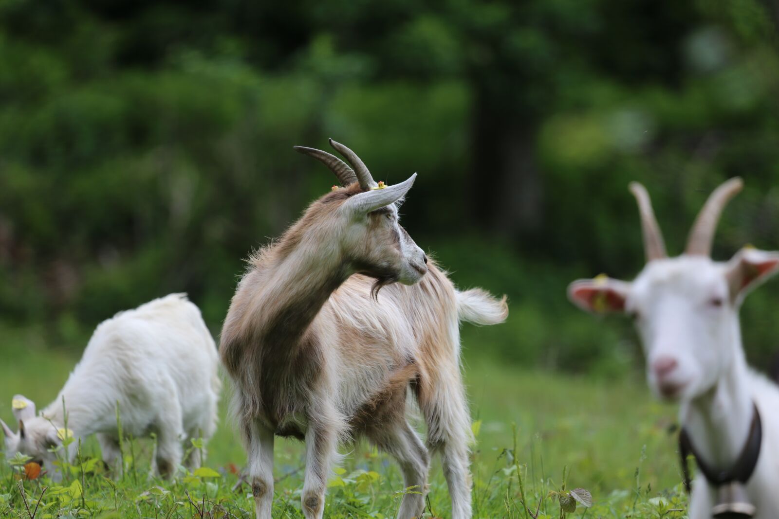 Canon EOS 5D Mark III sample photo. Goat, white, geiss photography