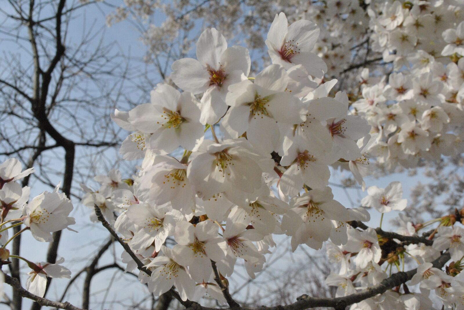 Nikon D3000 sample photo. Cherry blossom, spring, sky photography