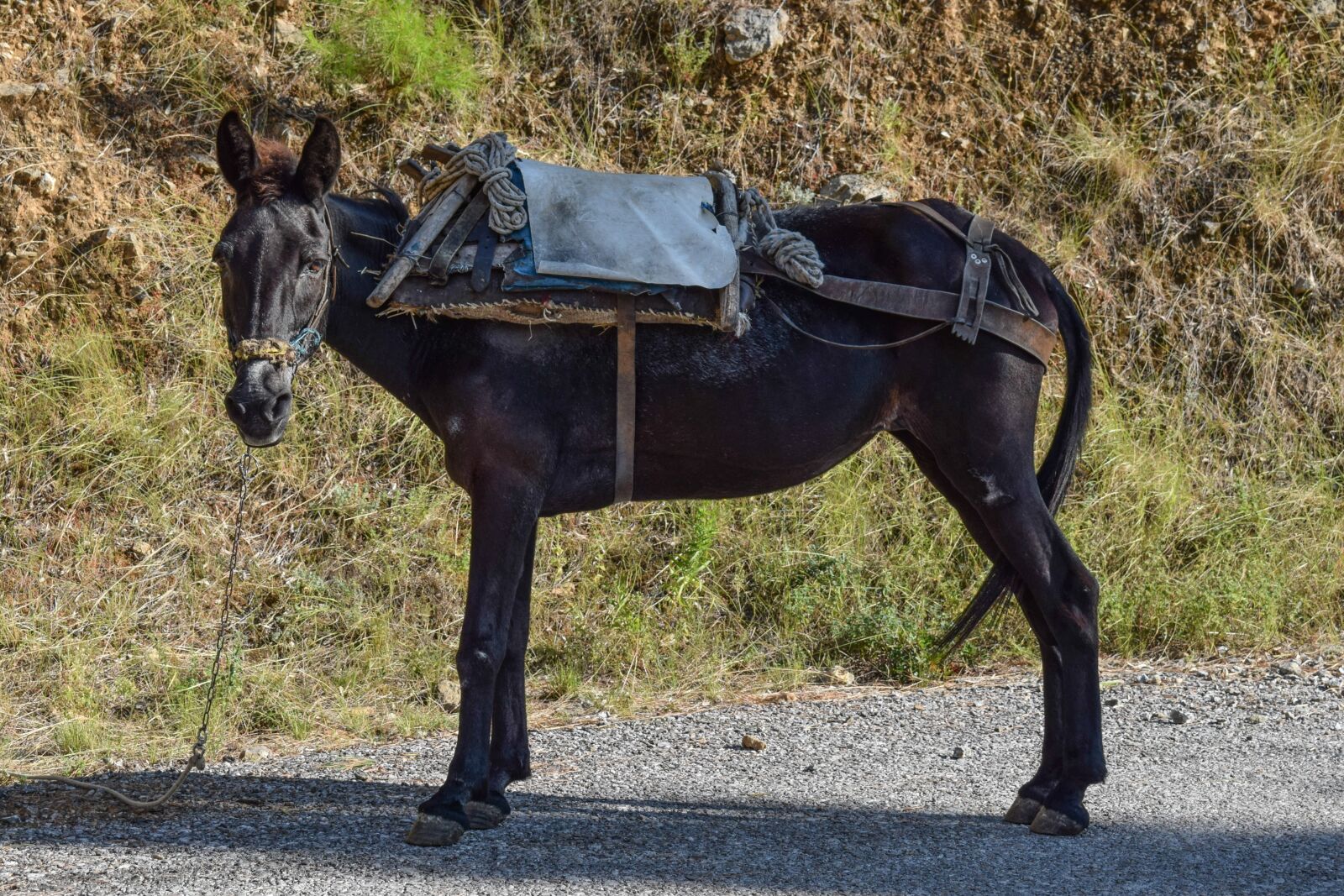 Nikon D3300 sample photo. Mule, animal, domestic photography