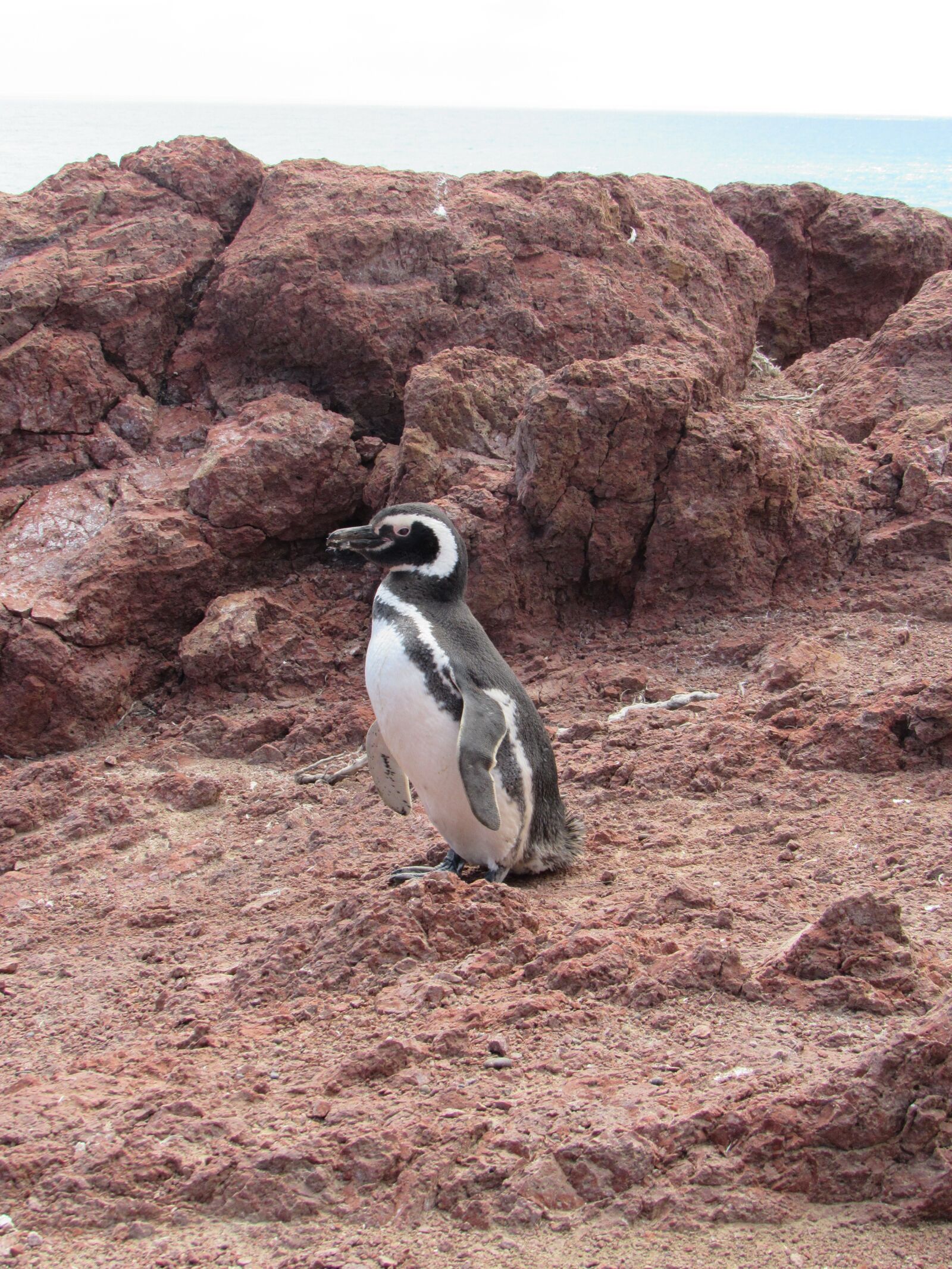 Canon PowerShot SX530 HS sample photo. Penguin, magellan, nature photography