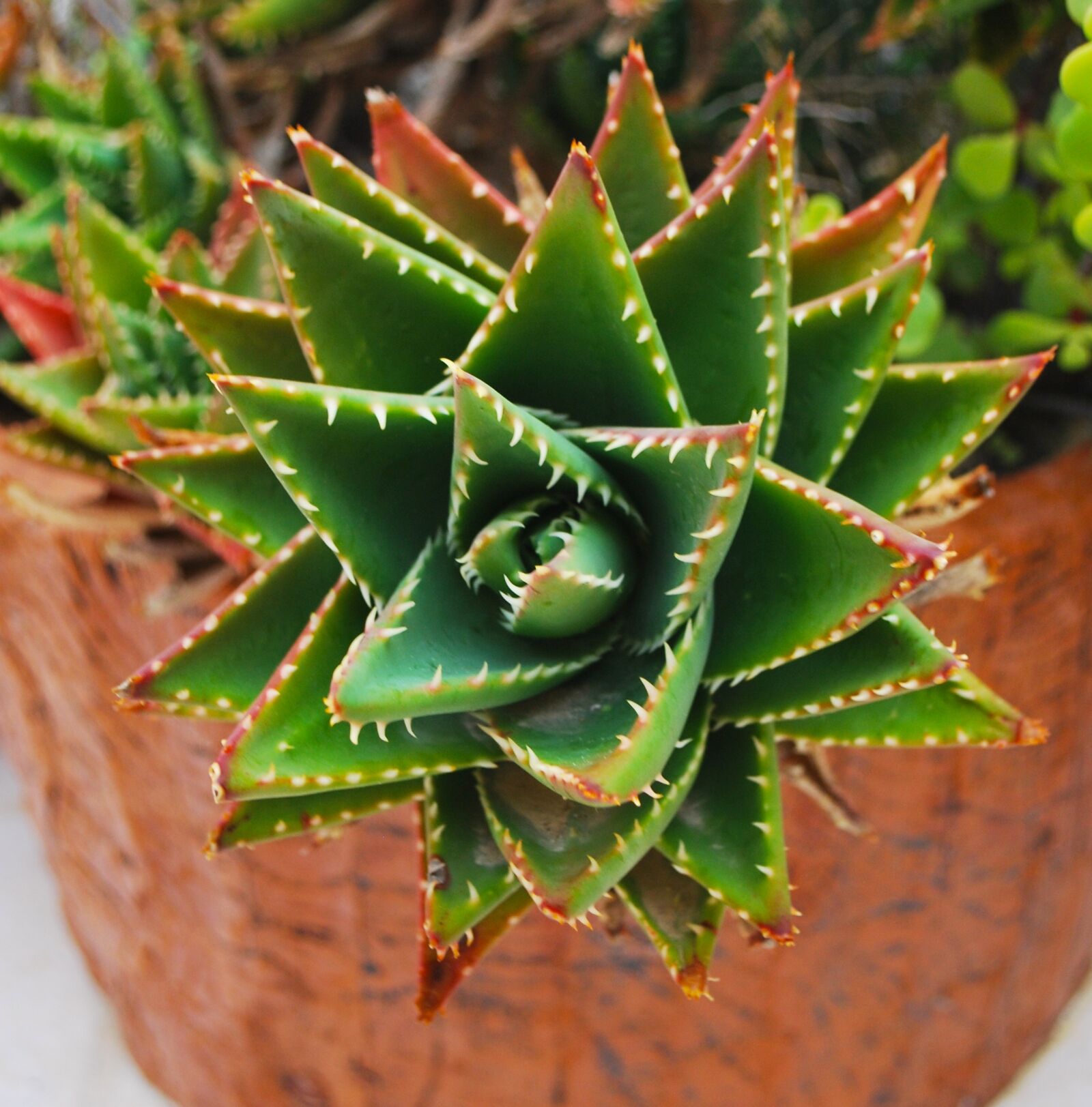Nikon D60 sample photo. Cactus, flower, malta photography