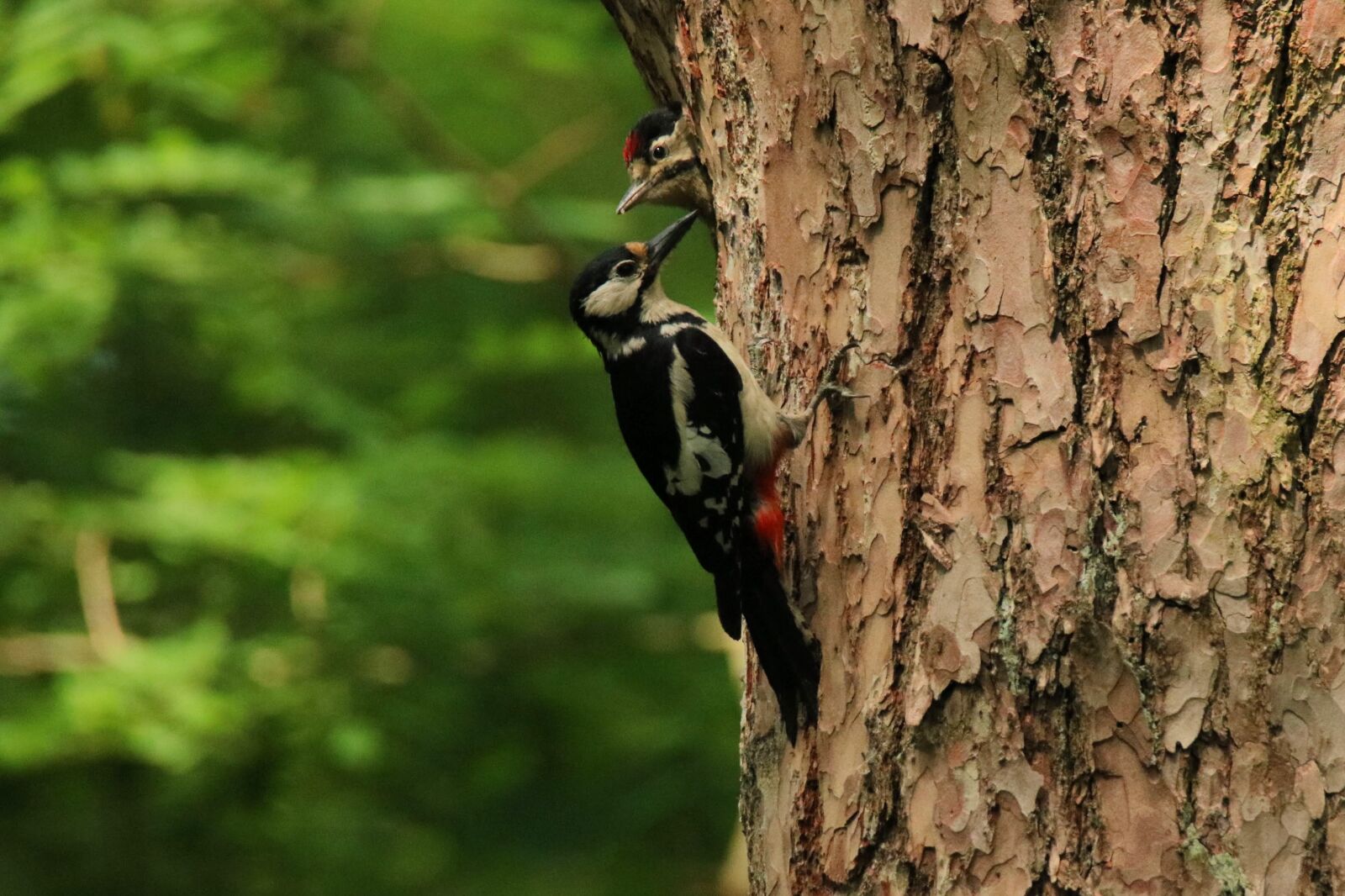 Canon EOS 750D (EOS Rebel T6i / EOS Kiss X8i) + Tamron SP 150-600mm F5-6.3 Di VC USD sample photo. Woodpecker, great spotted woodpecker photography