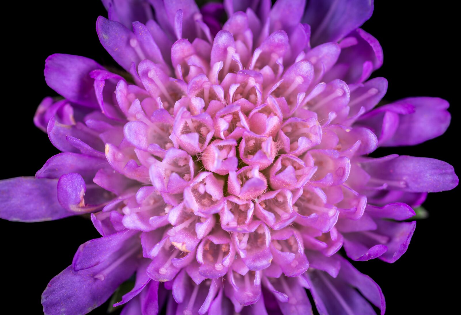 #124 65/2.8 sample photo. Flower, nature, color photography