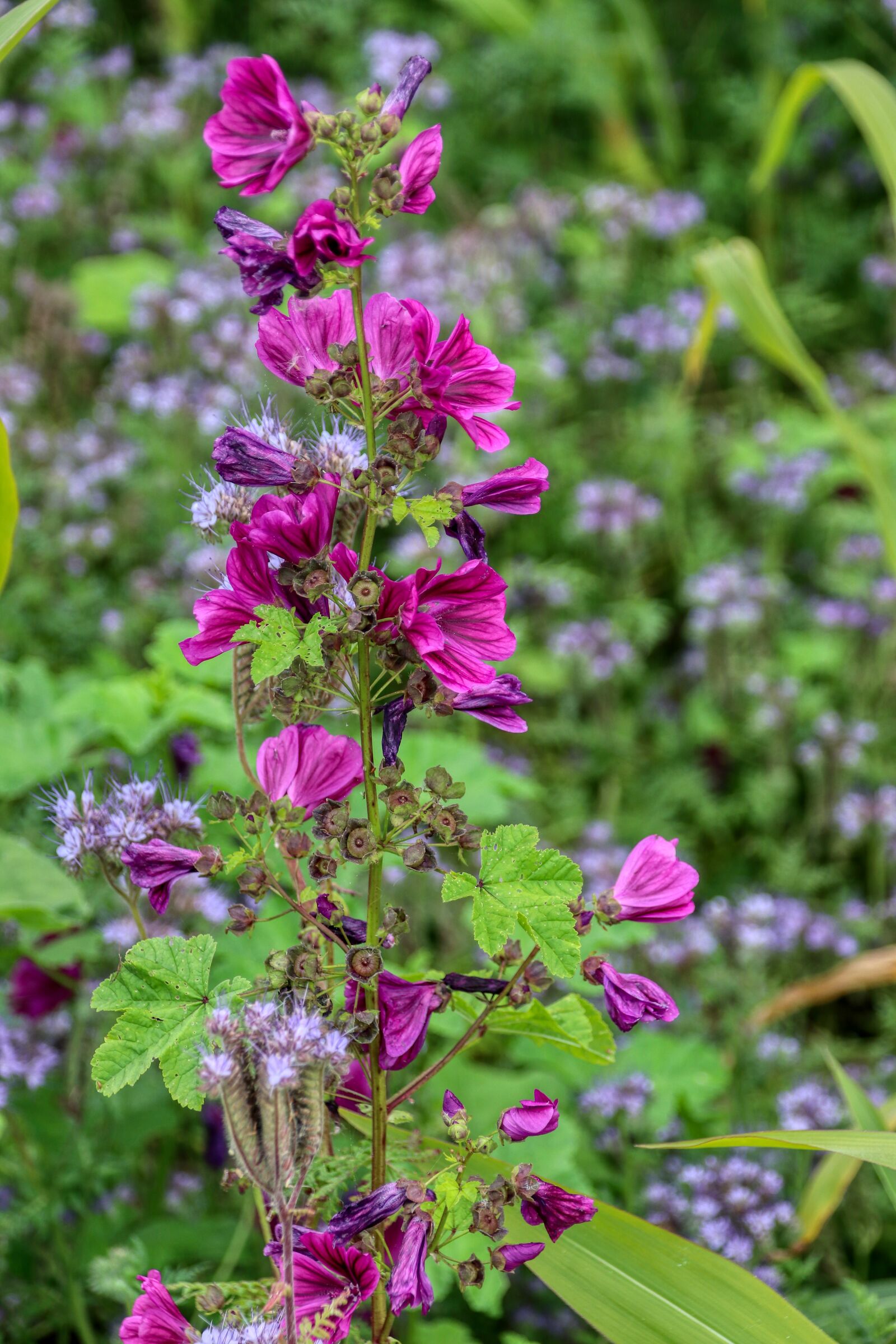 Canon EOS 80D sample photo. Wildflowers, purple, flower photography