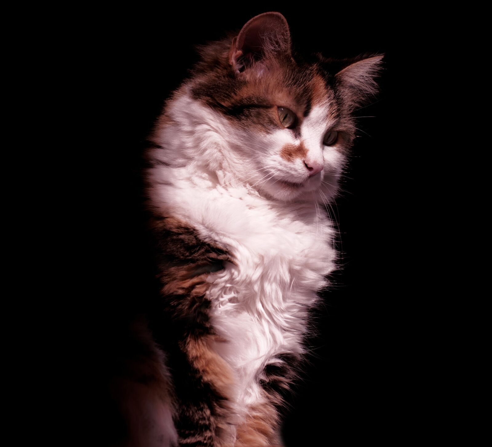 Samsung NX500 sample photo. Cat, cute, adorable photography