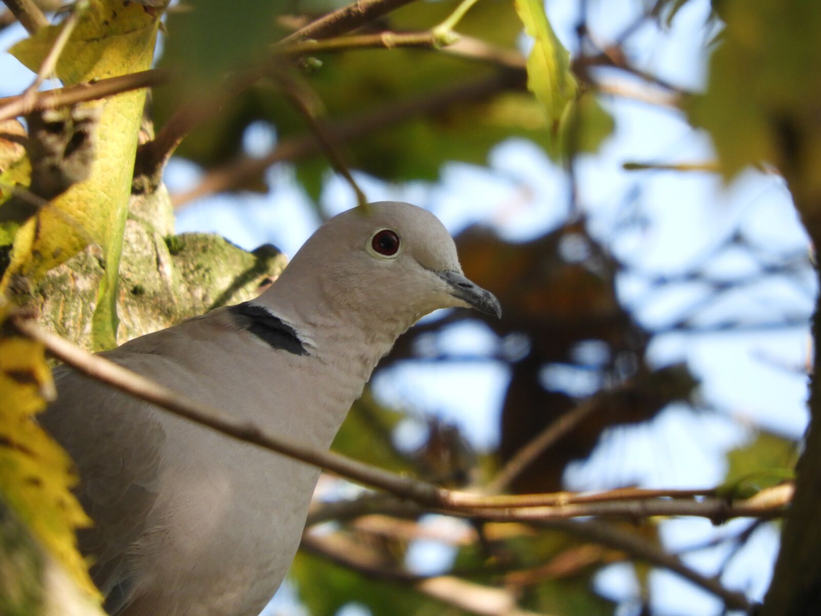 Nikon Coolpix B700 sample photo. Birds, wildlife, outdoor photography
