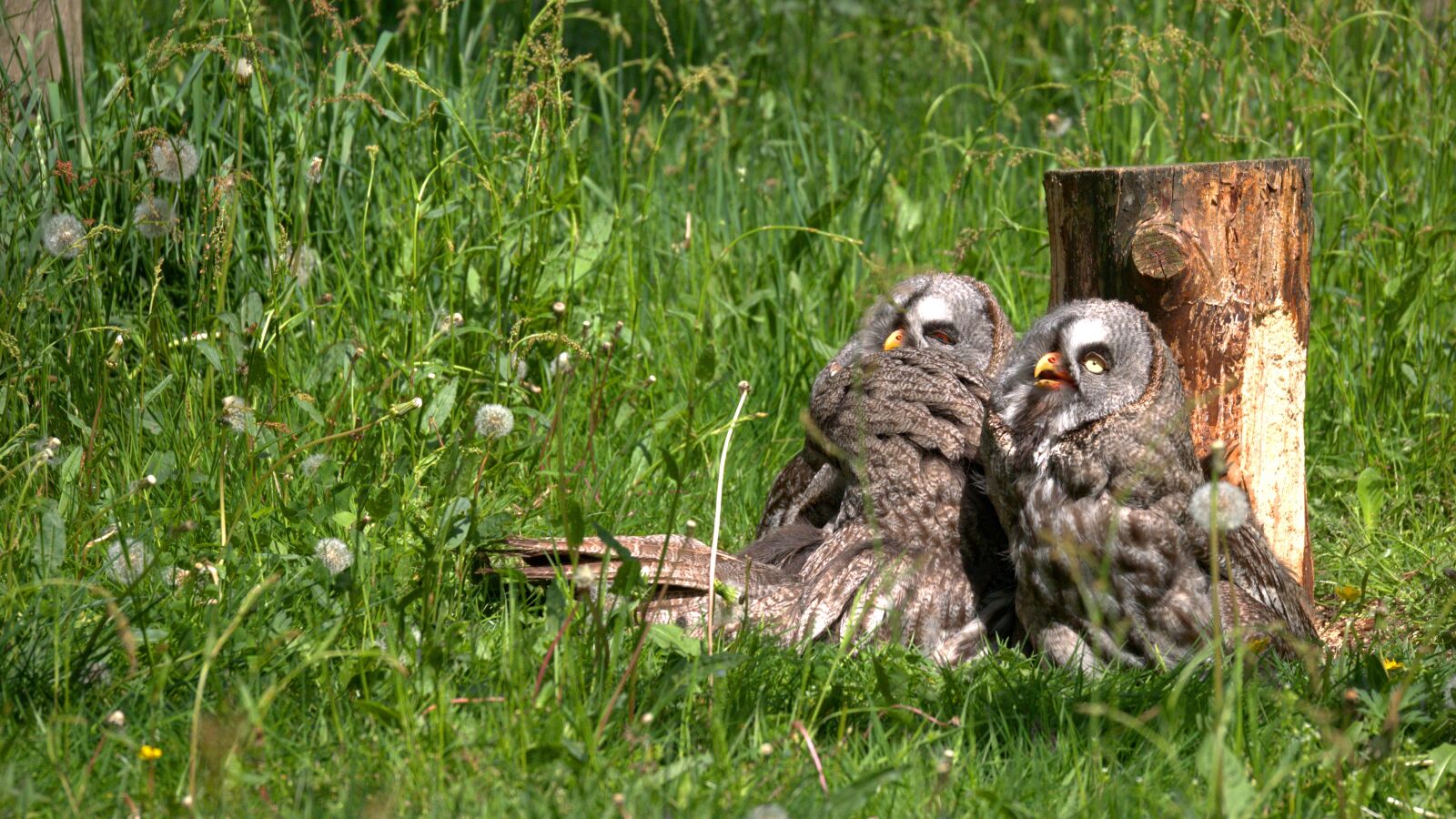 Panasonic Lumix DMC-GX85 (Lumix DMC-GX80 / Lumix DMC-GX7 Mark II) sample photo. Animals, owl, bird photography