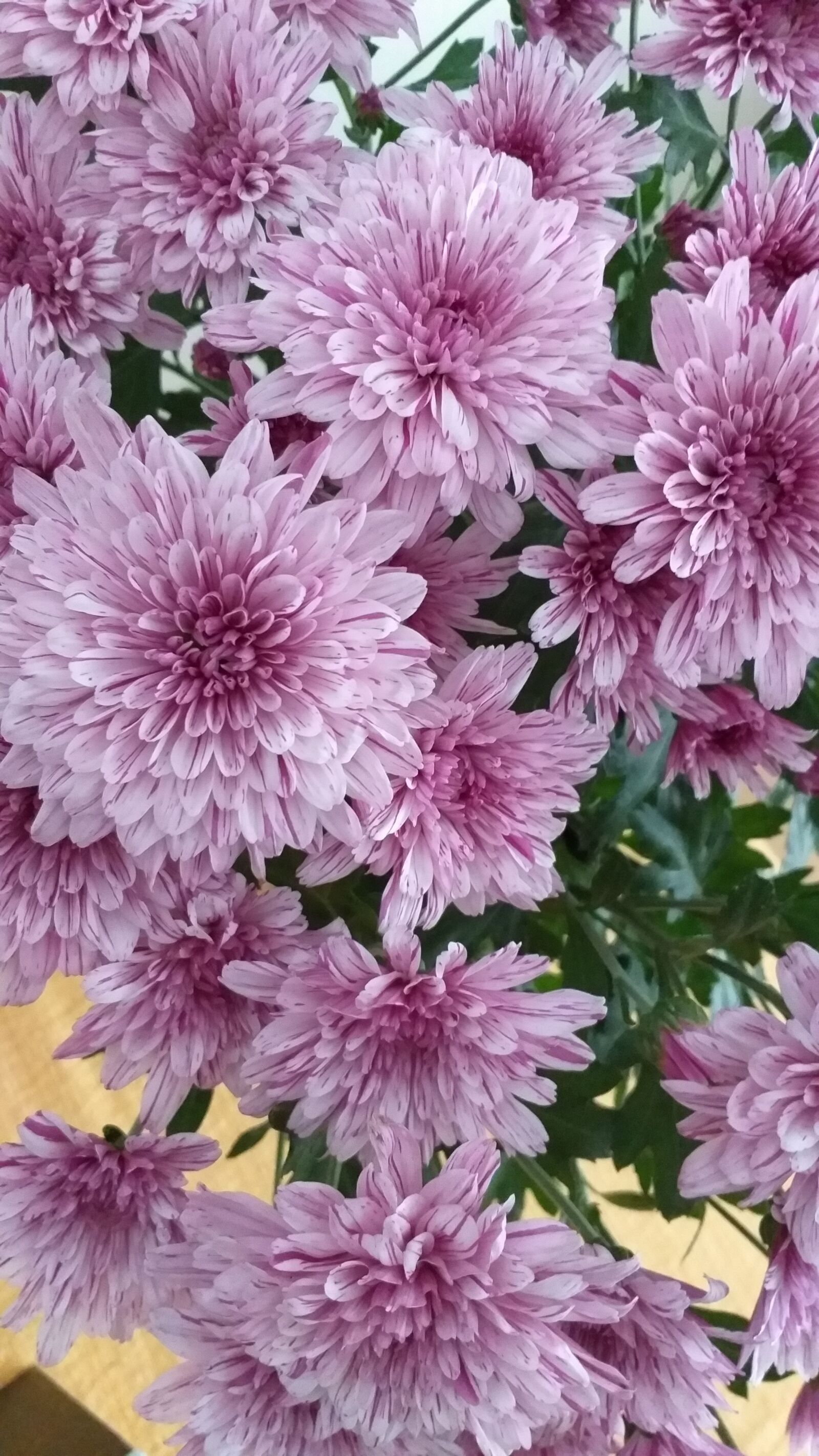 Samsung Galaxy J8 sample photo. Flowers, chrysanthemums, nature photography