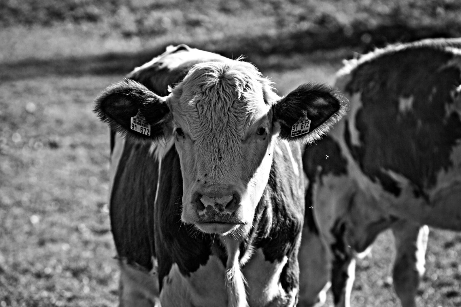 Canon EOS 500D (EOS Rebel T1i / EOS Kiss X3) + Canon EF 100mm F2.8 Macro USM sample photo. Cow, calf, cattle photography
