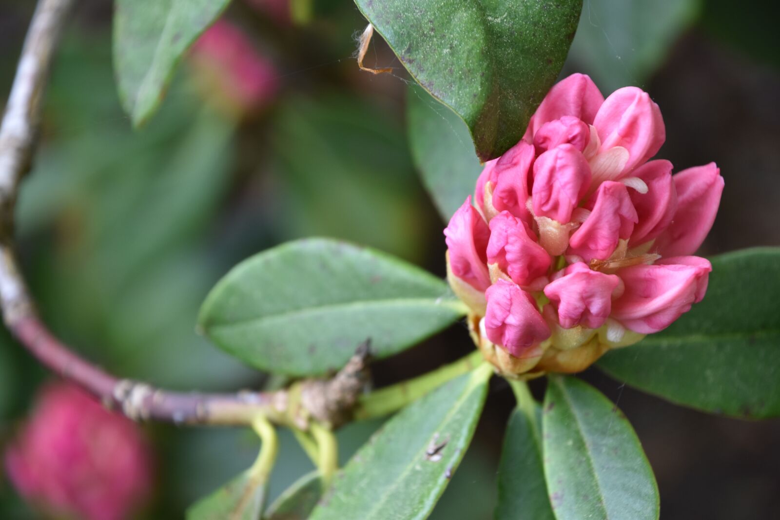 Nikon D5600 sample photo. Nature, plant, leaf photography