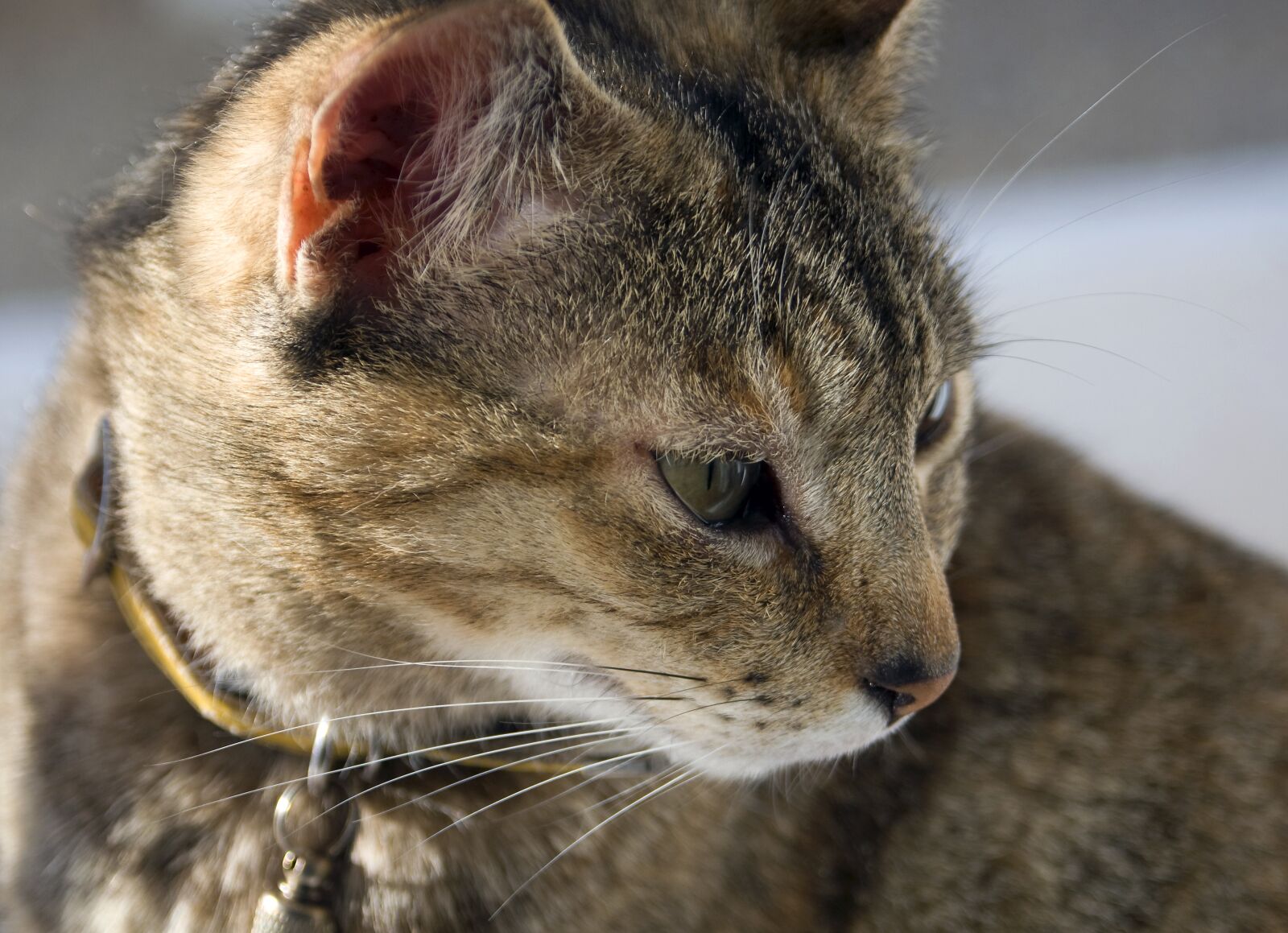 Nikon D300 sample photo. Tabby, feline, fur photography