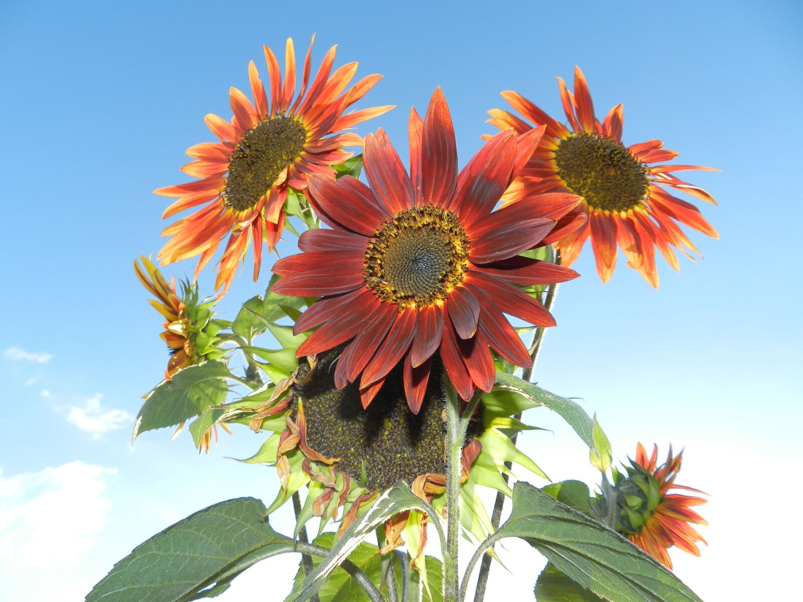 Nikon Coolpix P500 sample photo. Sunflower, bouquet, flowers photography