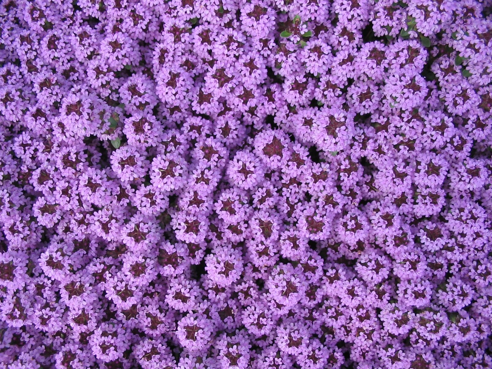 Canon POWERSHOT A60 sample photo. "Purple, carpet of flowers" photography
