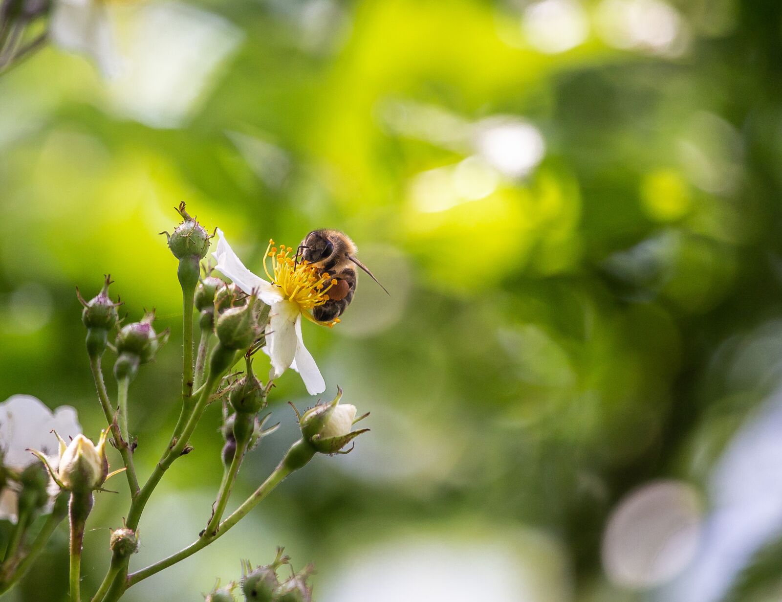 Canon EOS 700D (EOS Rebel T5i / EOS Kiss X7i) sample photo. Bee, wild rose, blossom photography