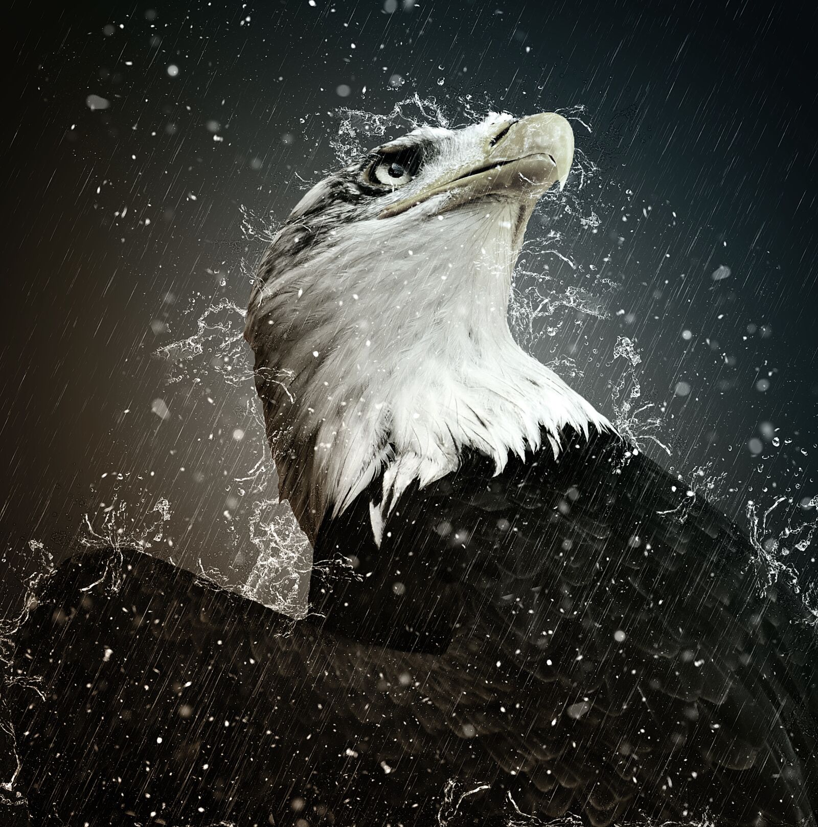 Nikon D7200 sample photo. Adler, bald eagle, eyelid photography