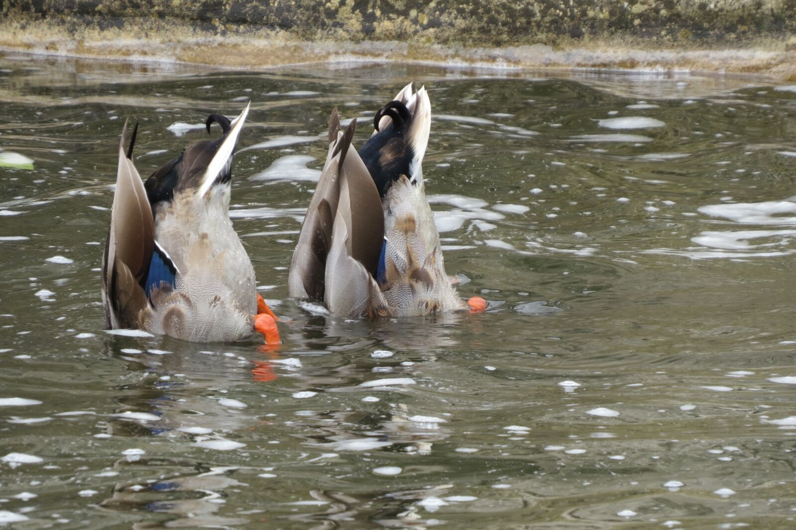 Canon PowerShot SX50 HS sample photo. Duck, ducks, animal photography