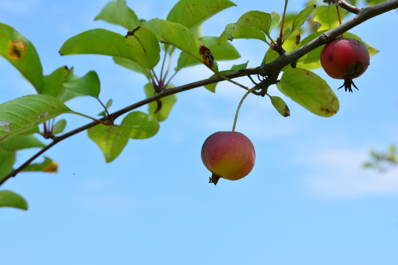 Nikon D7100 sample photo. Flower apples, apple baby photography