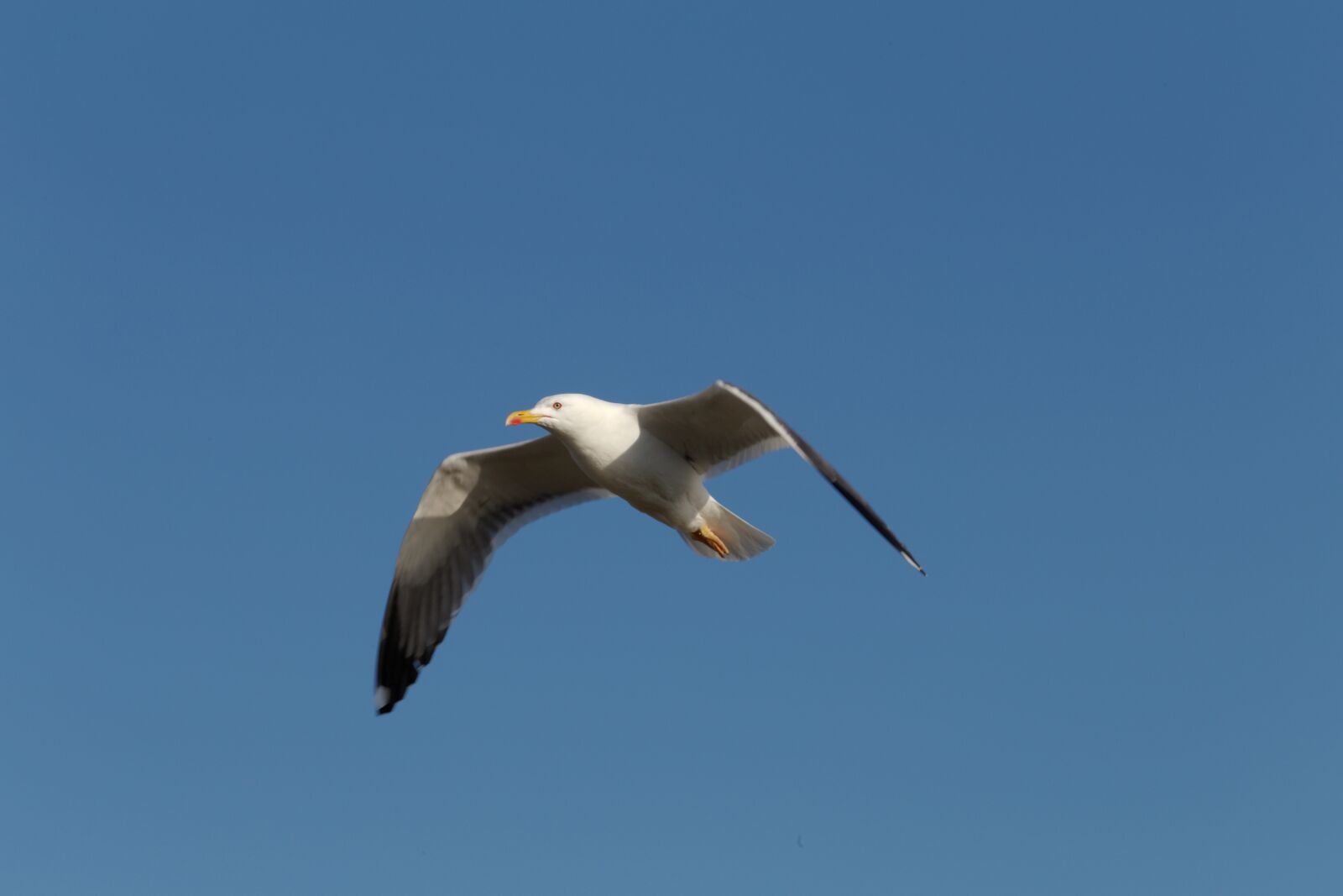 Canon EF 70-200mm F4L USM sample photo. Flying seagull, sky, bird photography