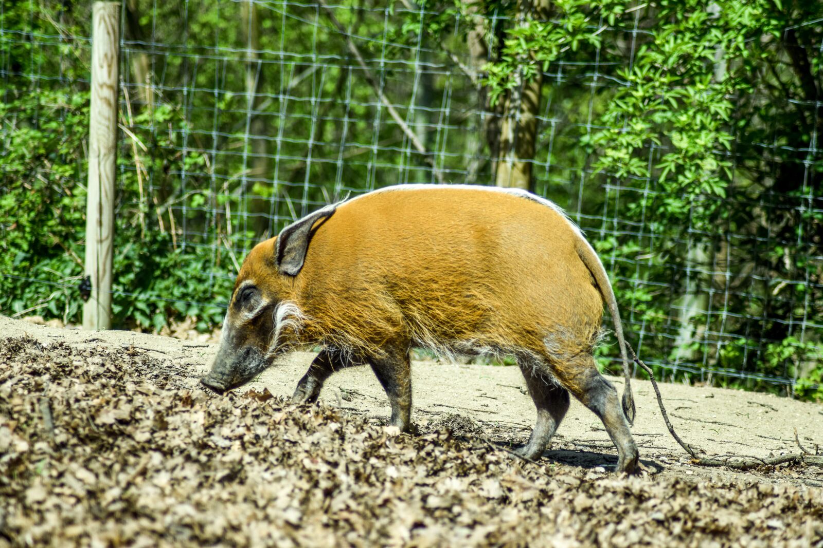 Nikon D5300 sample photo. Zoo, paugres, ardeche photography