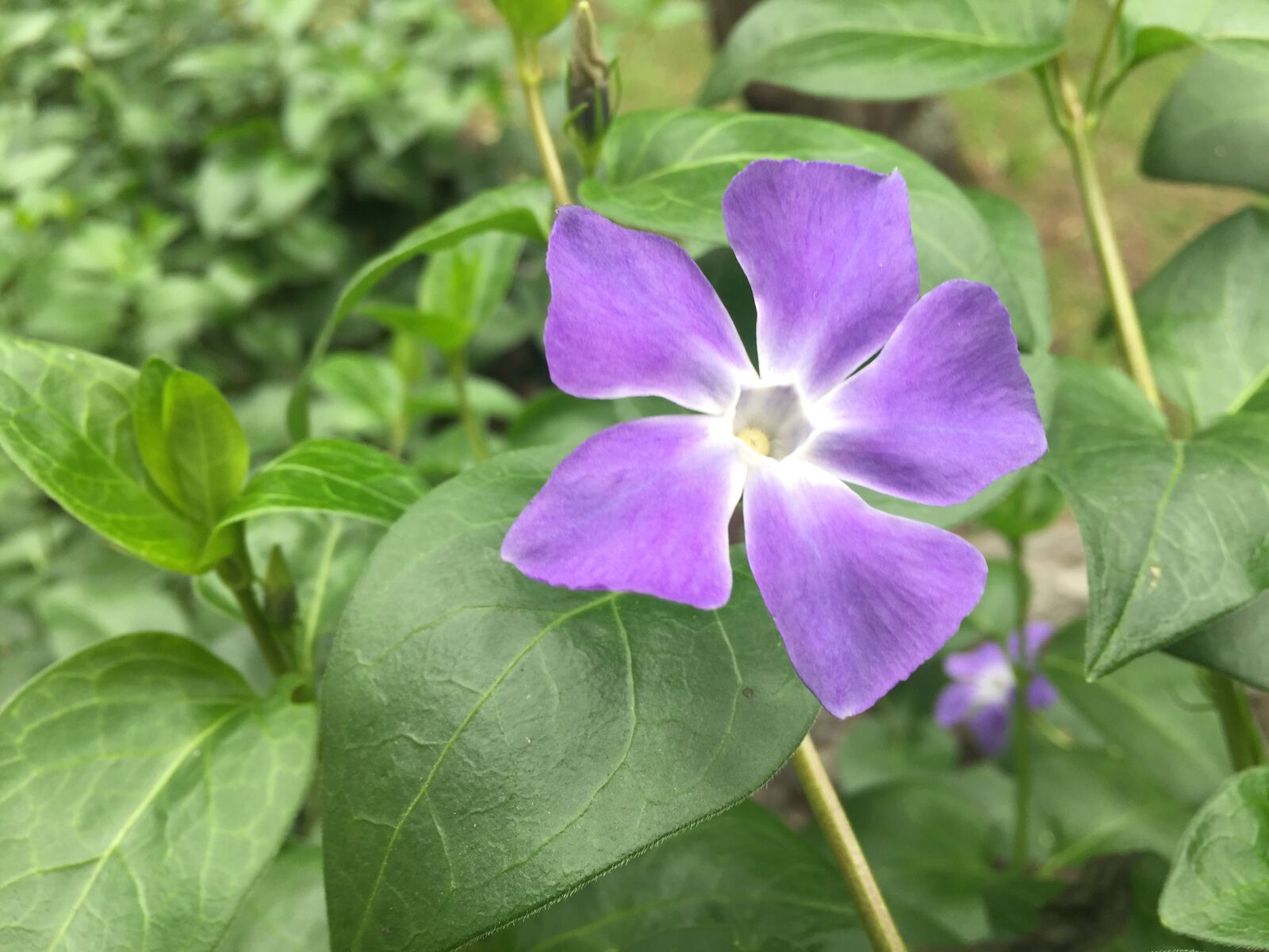 iPhone 6 back camera 4.15mm f/2.2 sample photo. Flower, nature, wallpaper photography