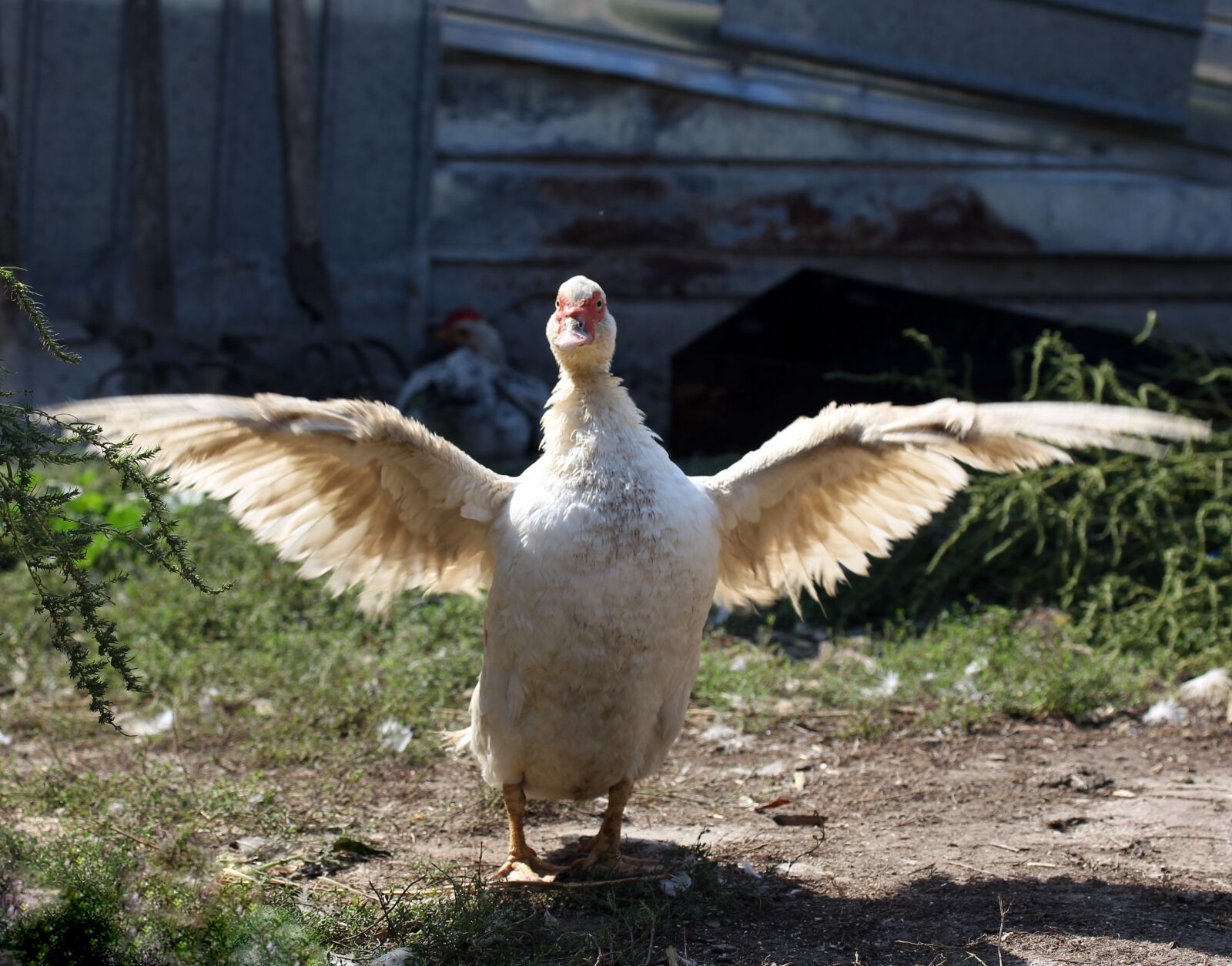 Canon EF-S 60mm F2.8 Macro USM sample photo. Rate, wings, lying photography