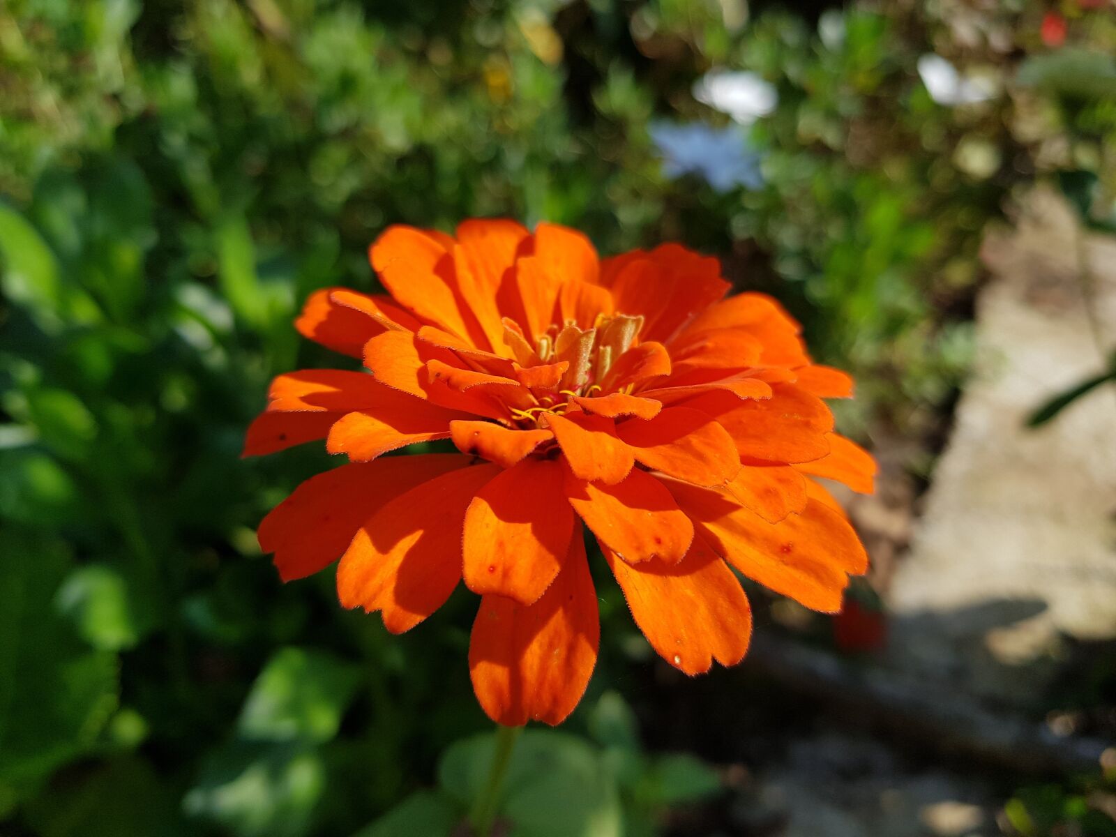 Samsung Galaxy S8 sample photo. Orange flower, flower, spring photography