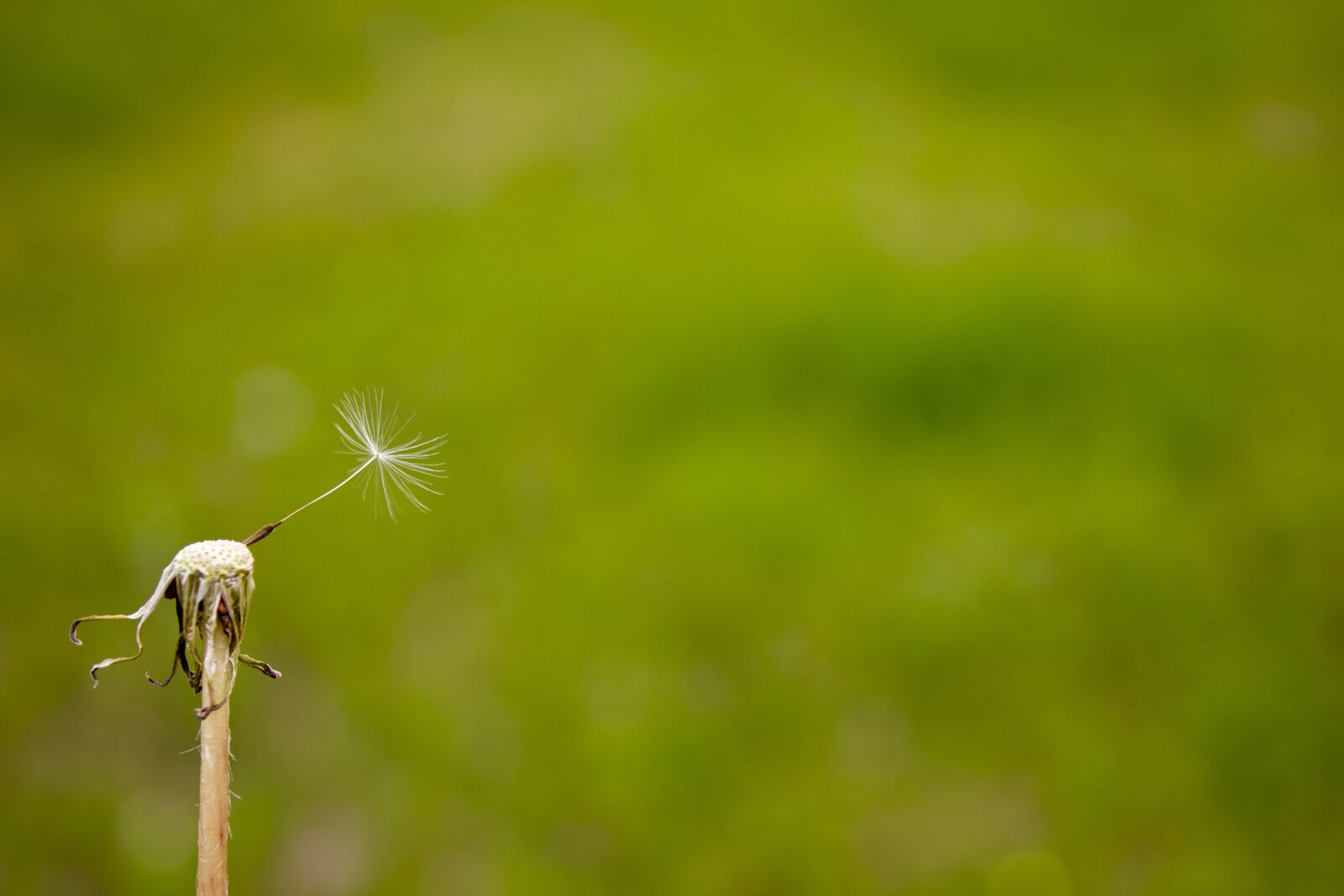 Canon EF-S 18-55mm F3.5-5.6 IS sample photo. Plant, green, dandelion photography