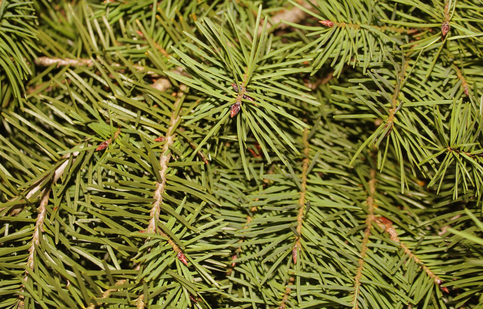 Canon EOS 1200D (EOS Rebel T5 / EOS Kiss X70 / EOS Hi) sample photo. Christmas tree, conifers, iglak photography