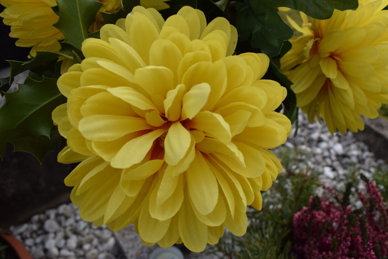 Nikon D3300 sample photo. Chrysanthemum, yellow, flower photography