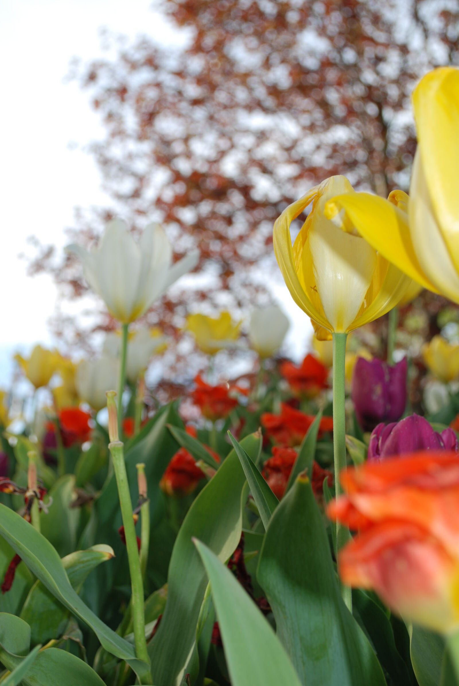 Nikon D80 sample photo. Close, up, of, fresh photography