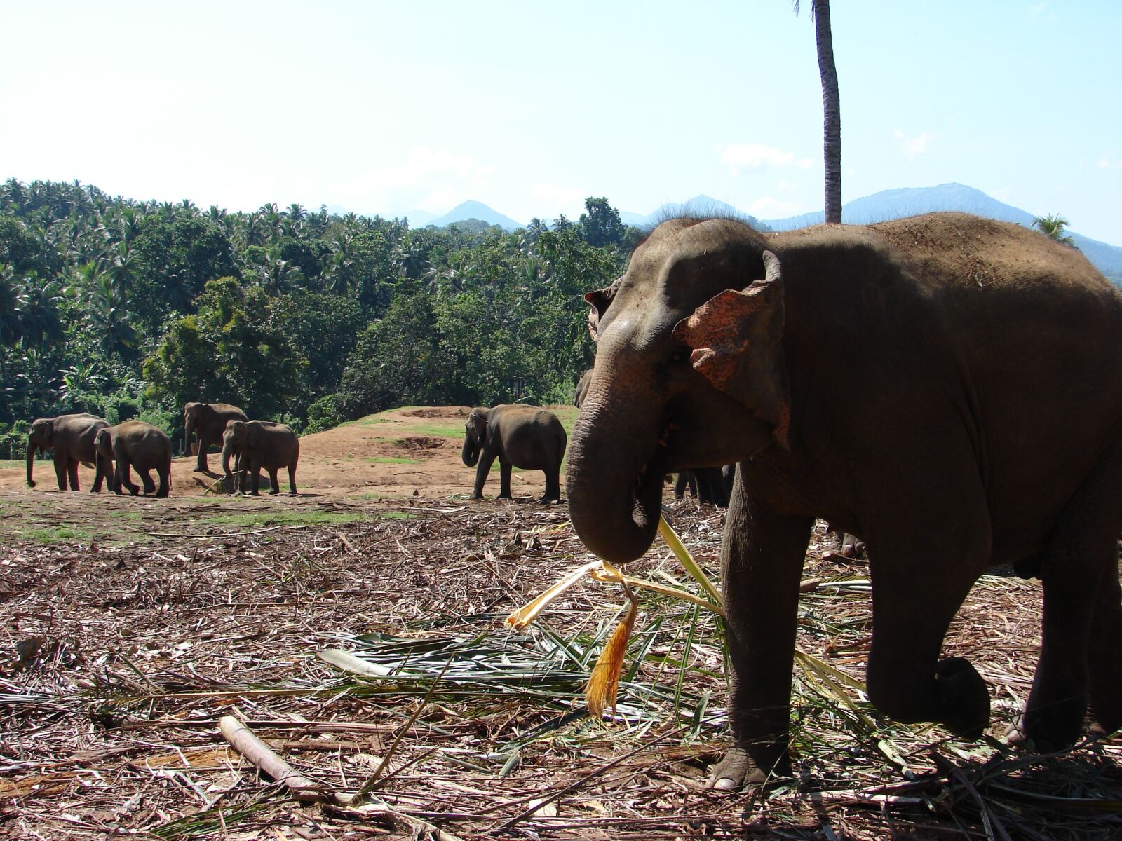 Sony DSC-H2 sample photo. Elephant, orphanage, kandy photography