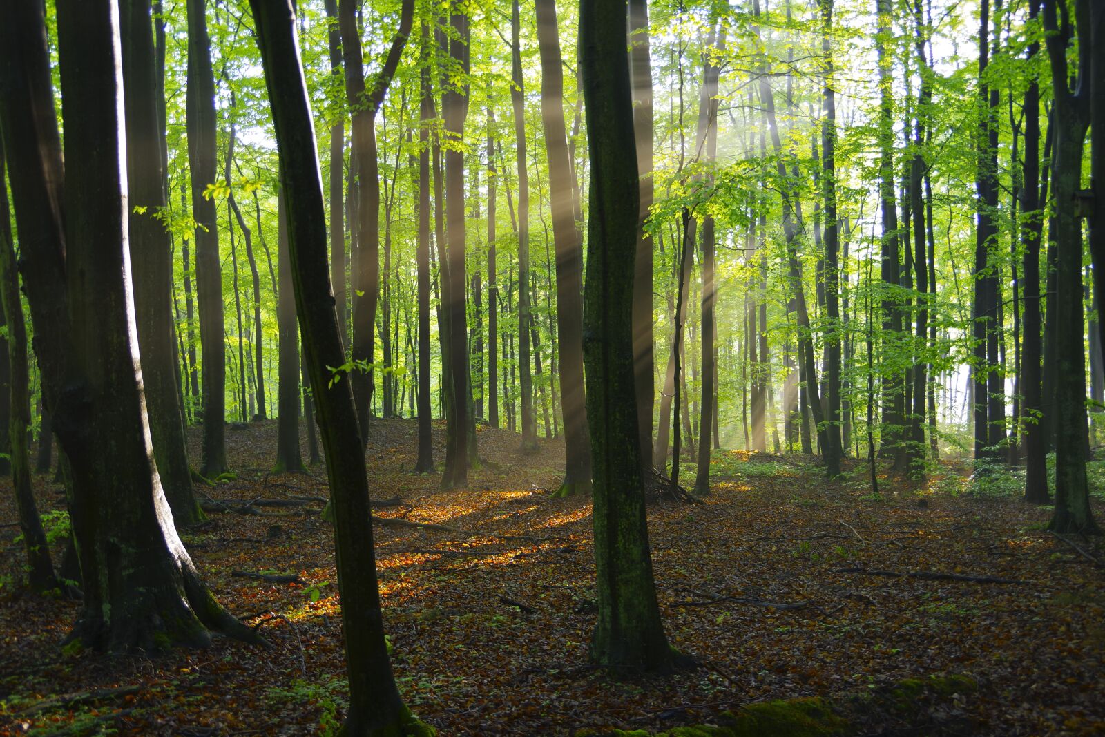 Pentax K-70 sample photo. Forest, green, light photography