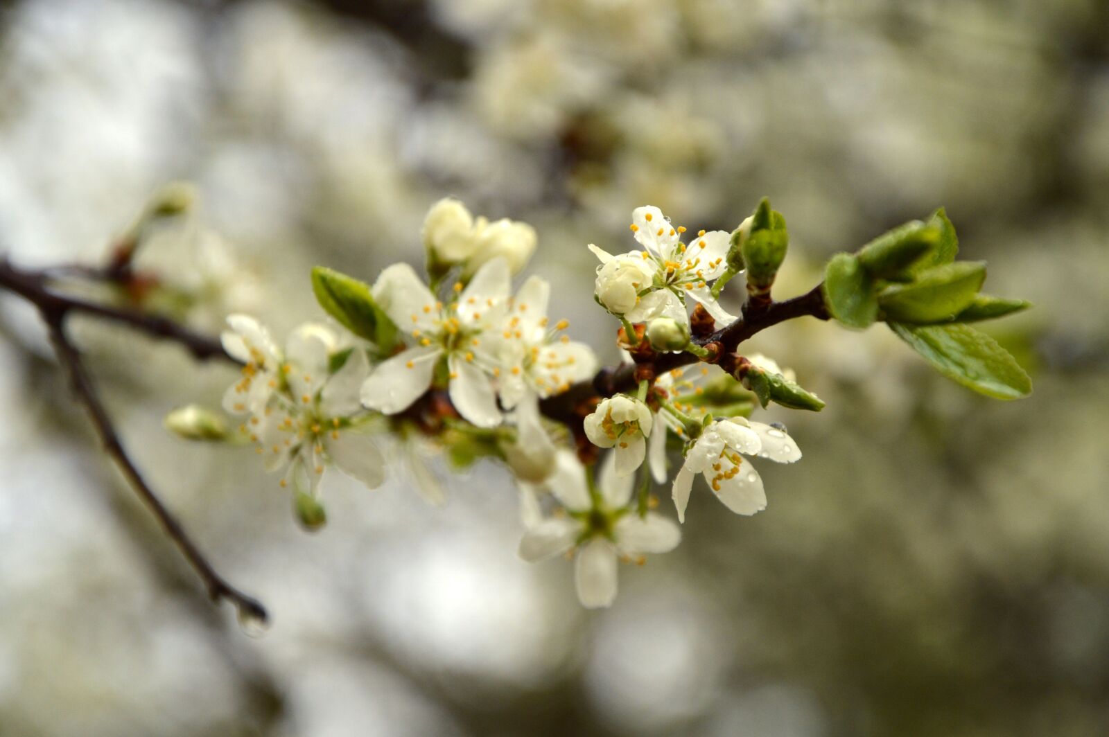 Nikon D3200 sample photo. Flowering, beauty, flowers photography