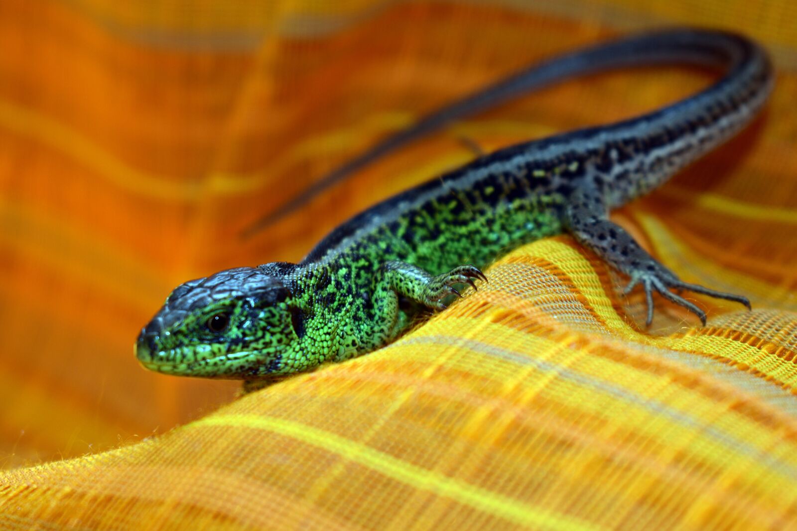 Nikon D3400 sample photo. The lizard, sand, reptiles photography