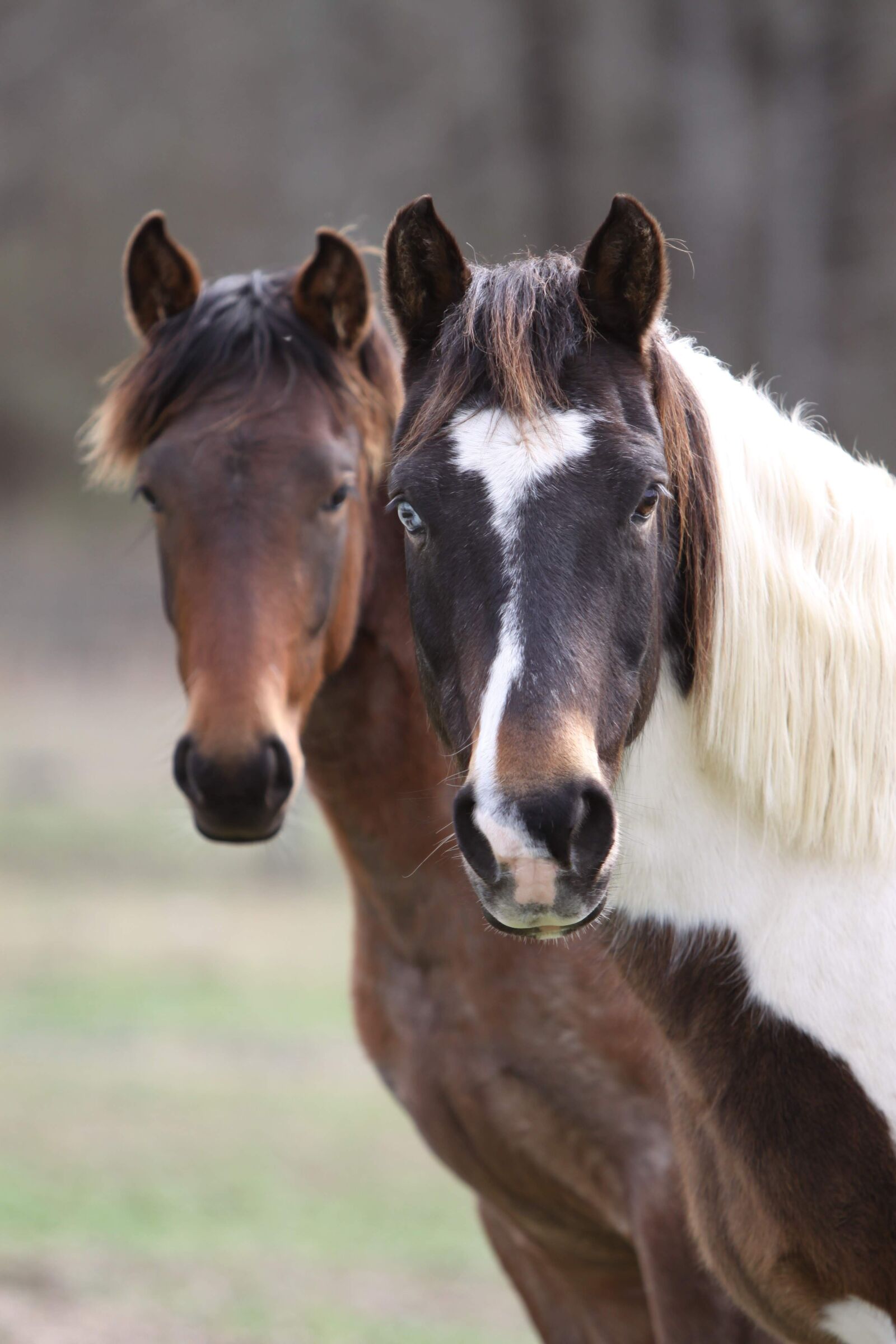 Canon EOS 50D sample photo. Horses, animals, foal photography