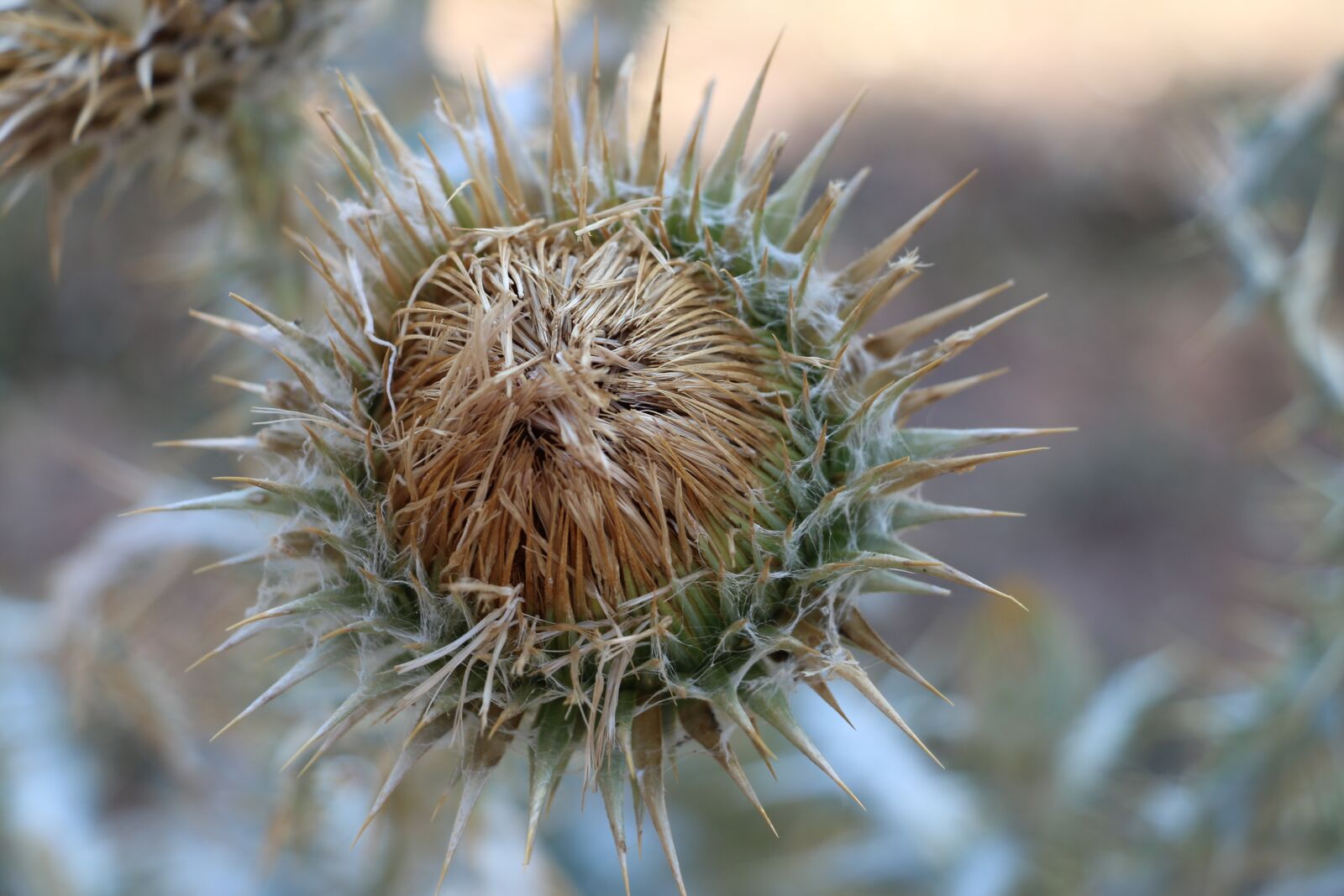 Canon EOS 70D sample photo. Thistle, plant, sting photography