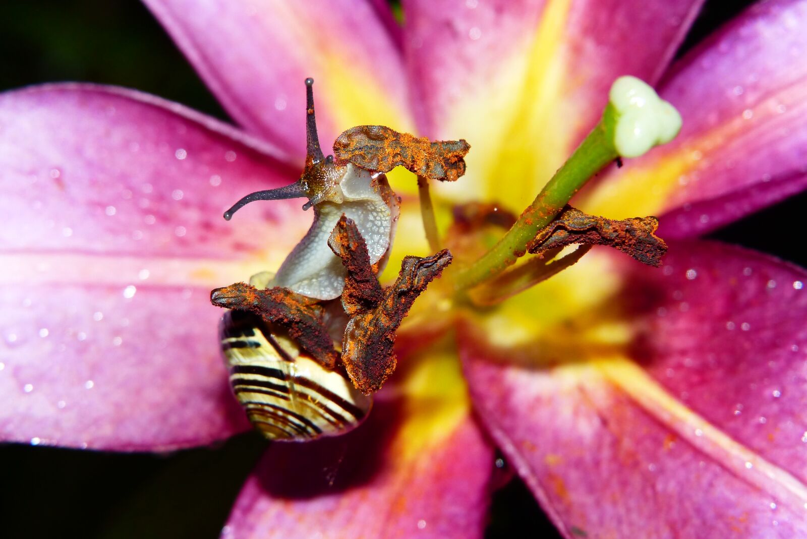 Panasonic Lumix DMC-FZ200 sample photo. Wst yk huntsman, snail photography