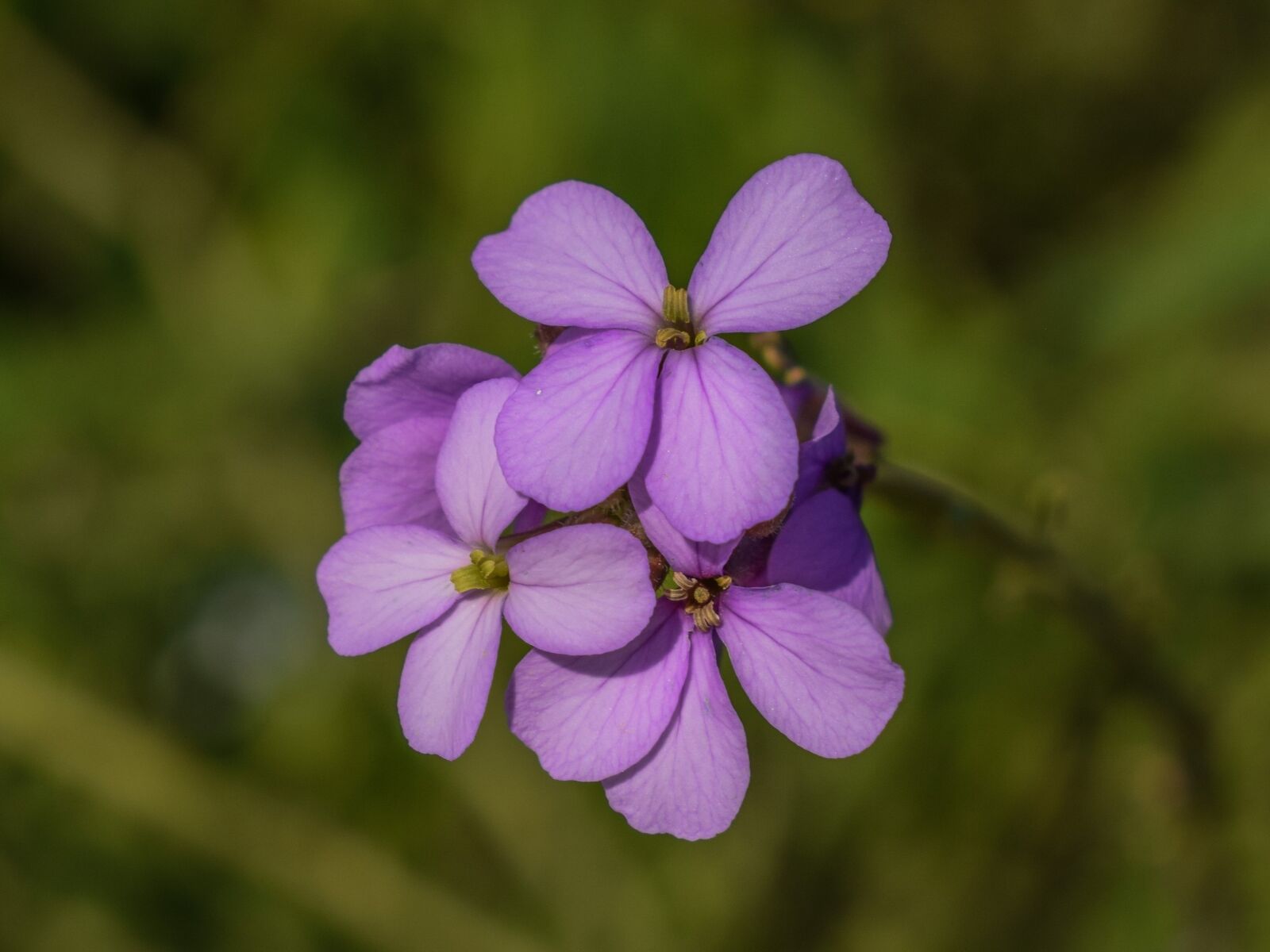 Nikon D3300 sample photo. Cakile maritima, wildflower, purple photography
