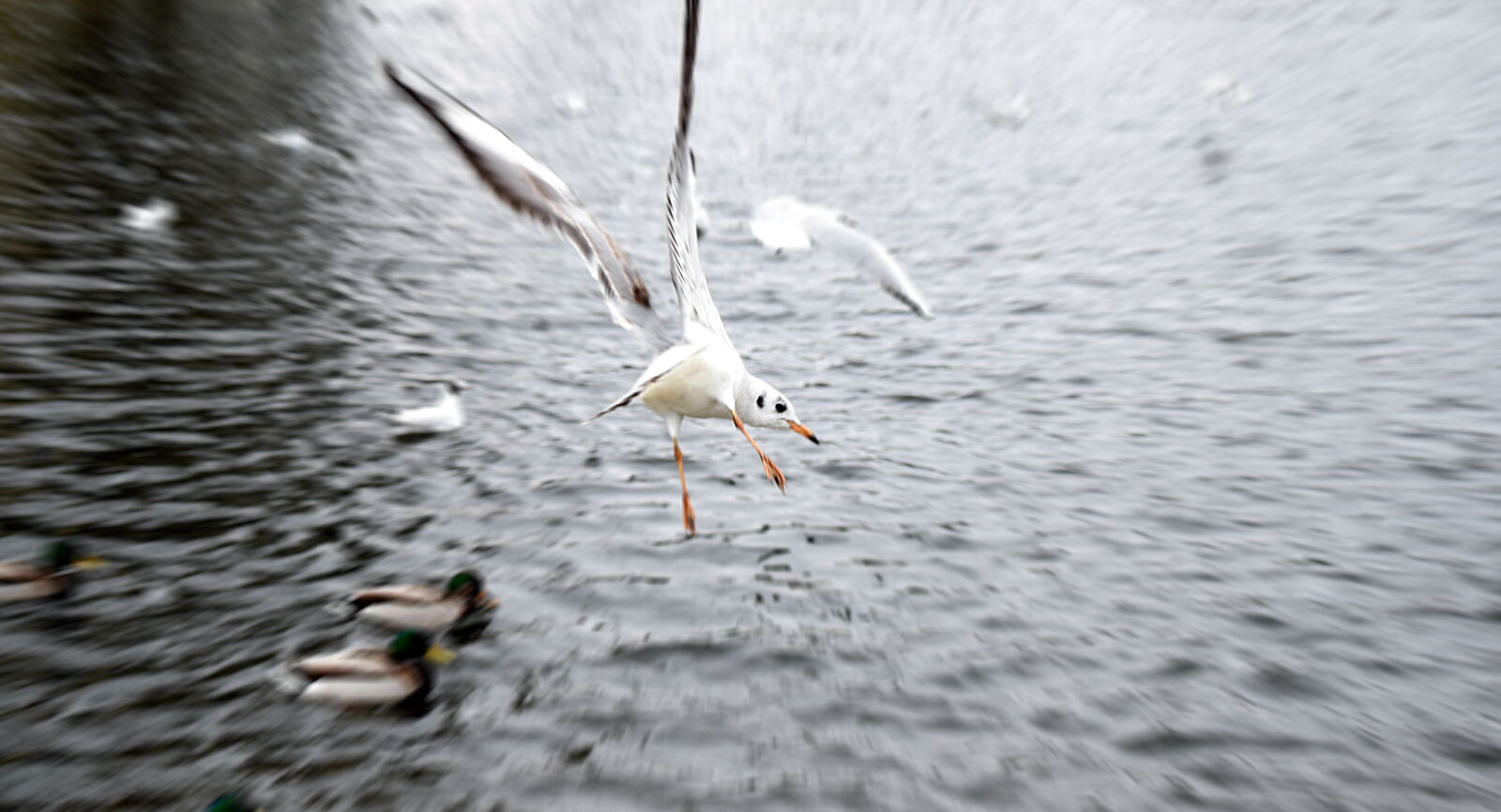 Nikon D3300 sample photo. Birds, flying, on, body photography