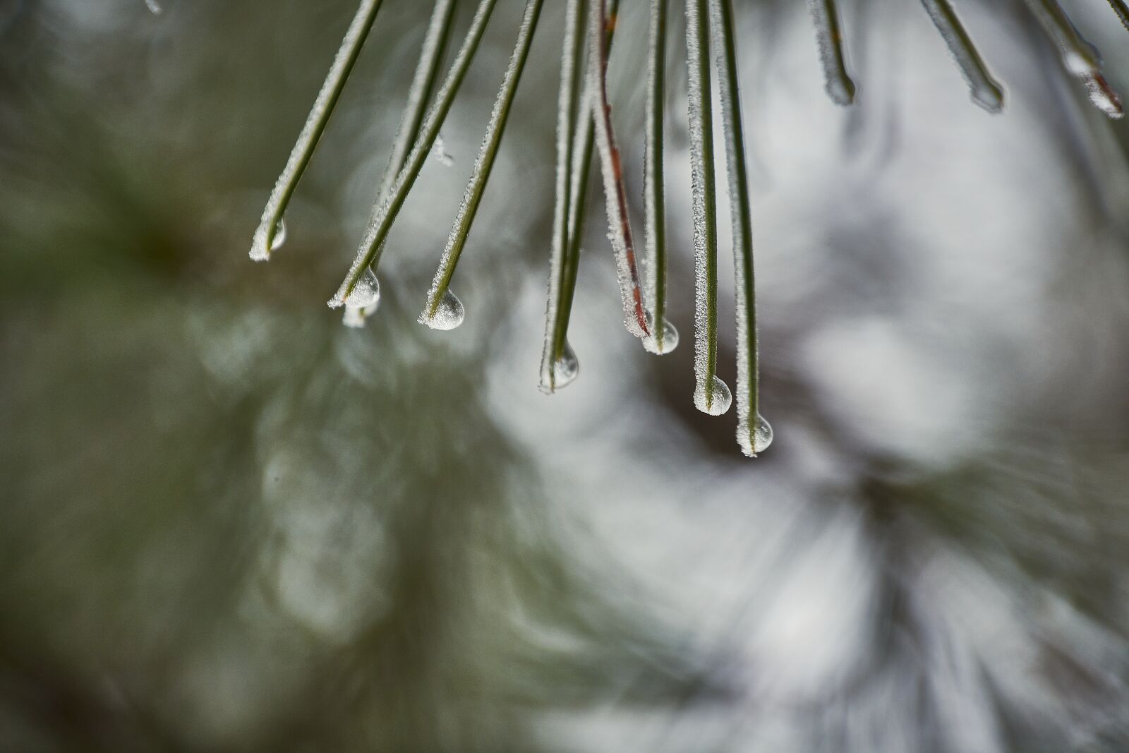 Nikon D7200 sample photo. Outbreaks, frozen, frost photography
