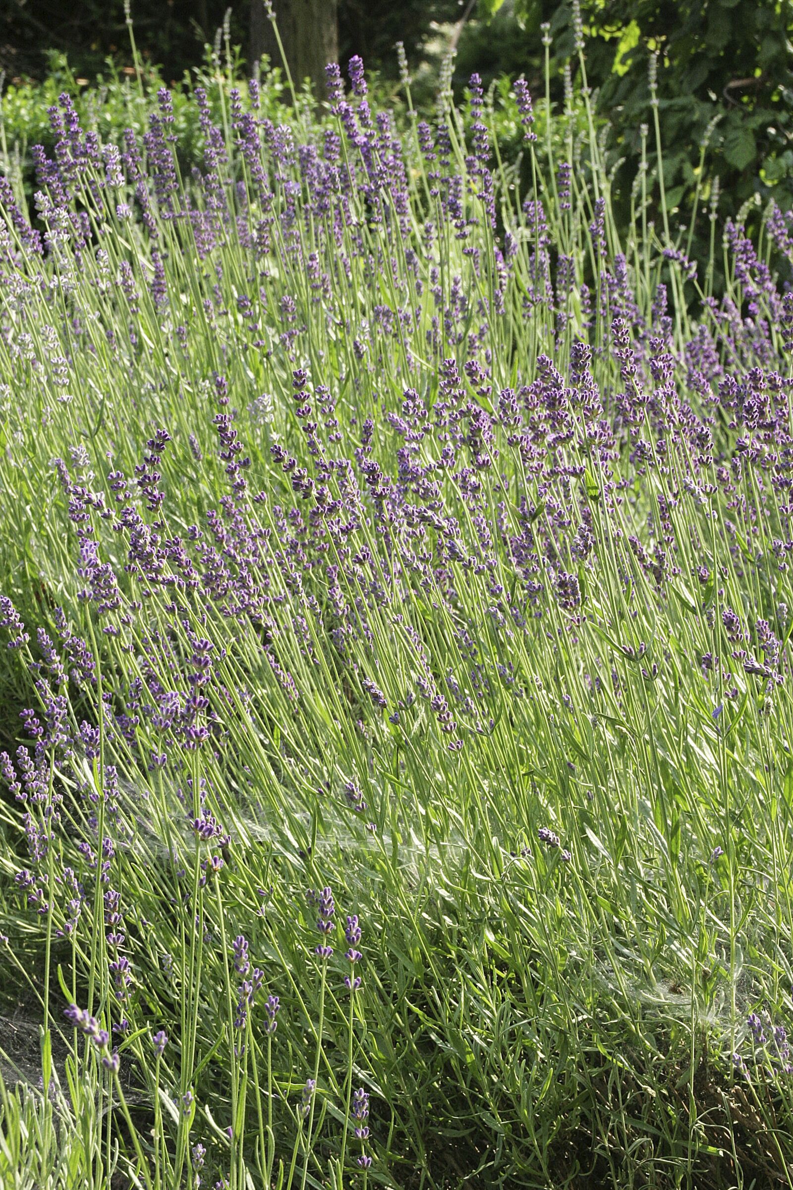 Canon EOS 20D sample photo. Meadow, grass, spring photography