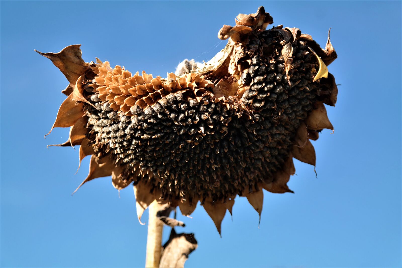 Samsung NX30 + NX 18-55mm F3.5-5.6 sample photo. Sunflower, flowers able, sunflower photography