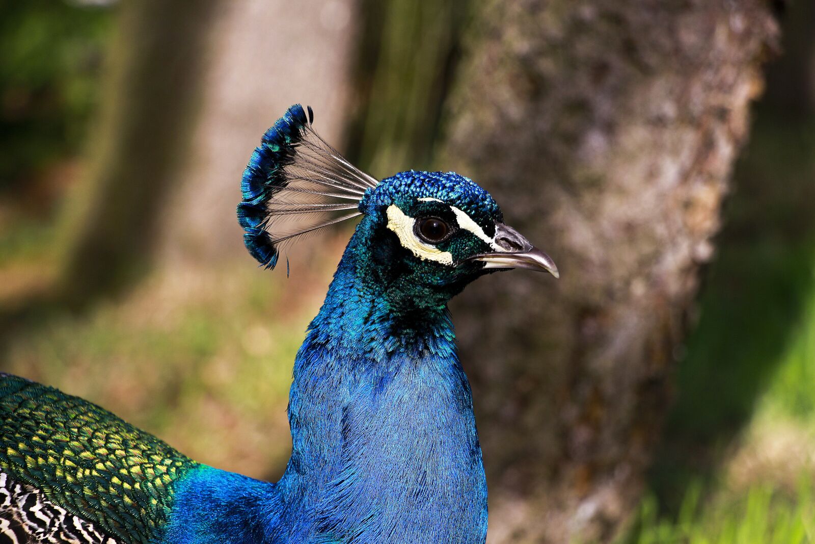Canon EOS 700D (EOS Rebel T5i / EOS Kiss X7i) sample photo. Animal, animal portrait, beautiful photography