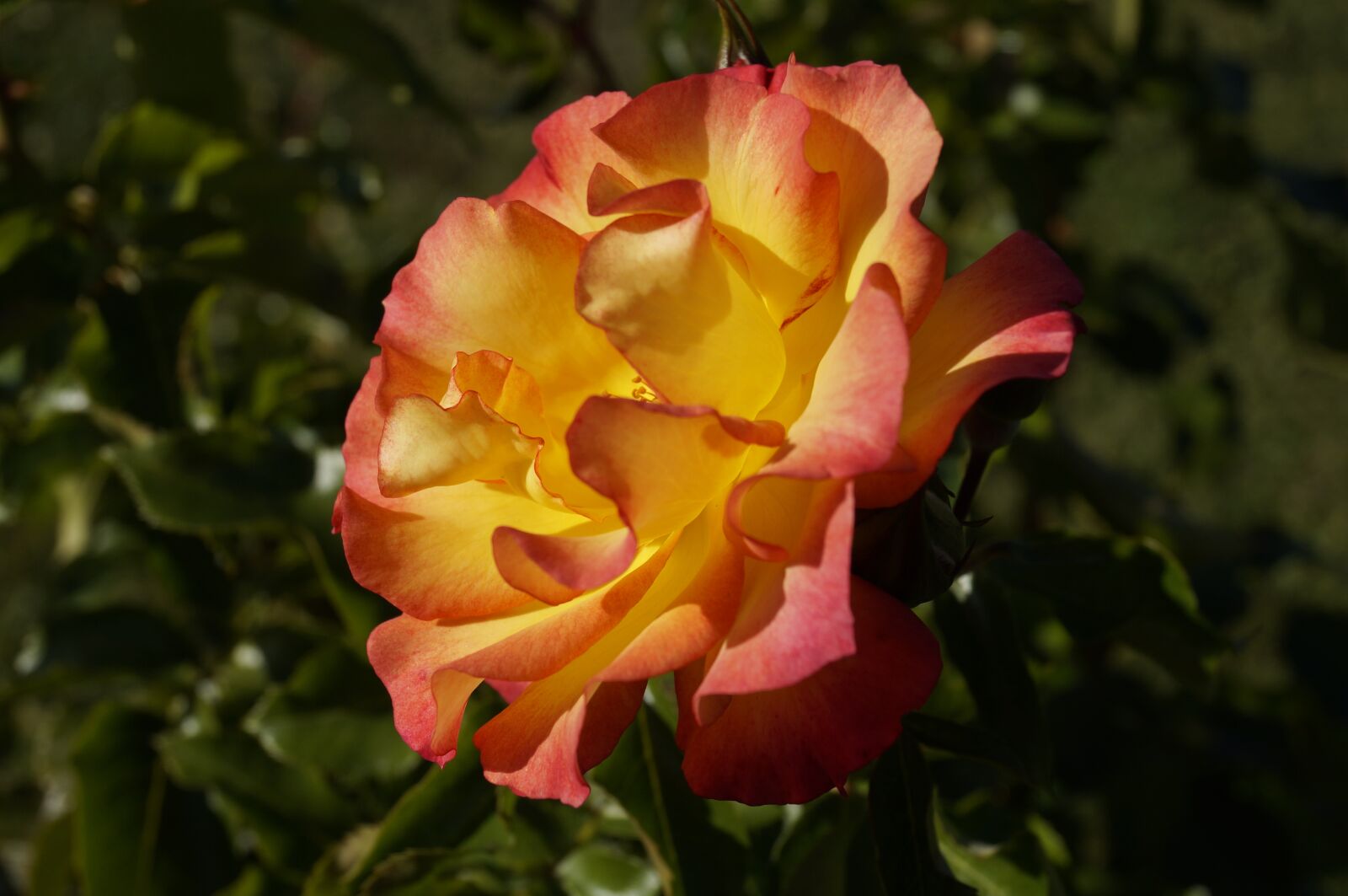Sony SLT-A57 sample photo. Rose verbl t, red photography