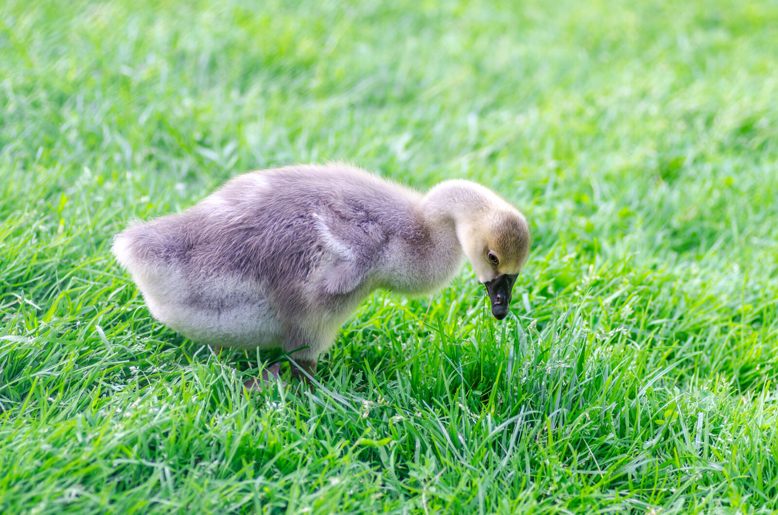 Nikon D5100 sample photo. Agriculture, animal, baby, beak photography