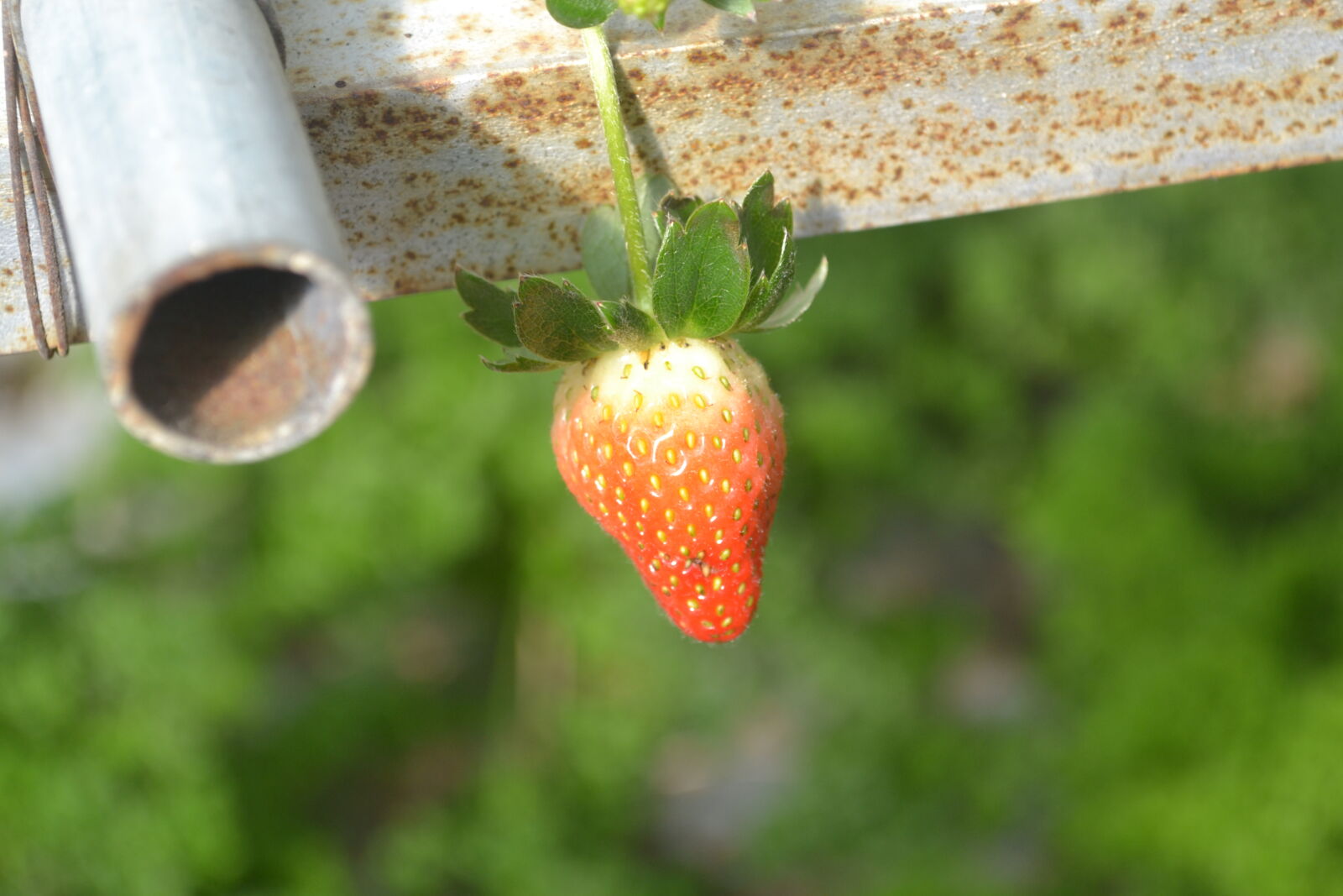 Nikon D3100 sample photo. Fresh, fruit, fruit, garden photography