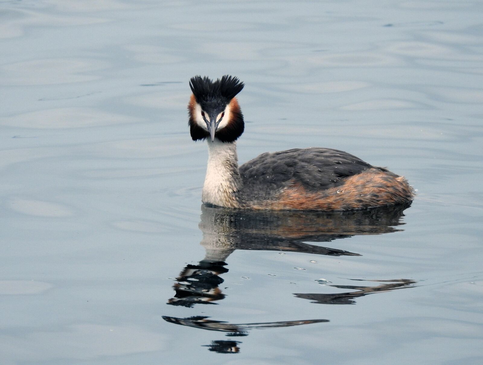 Nikon Coolpix P900 sample photo. Duck, lake, nature photography