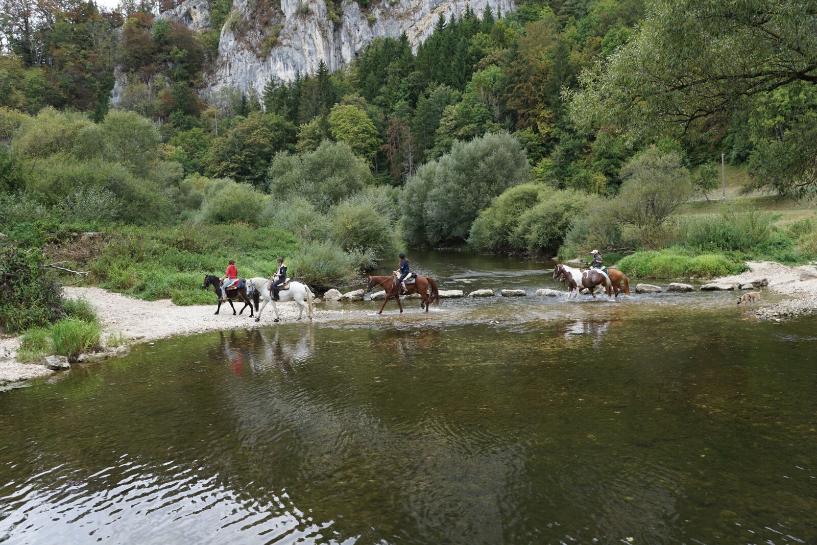 Sony DT 16-50mm F2.8 SSM sample photo. Horses, danube, water photography