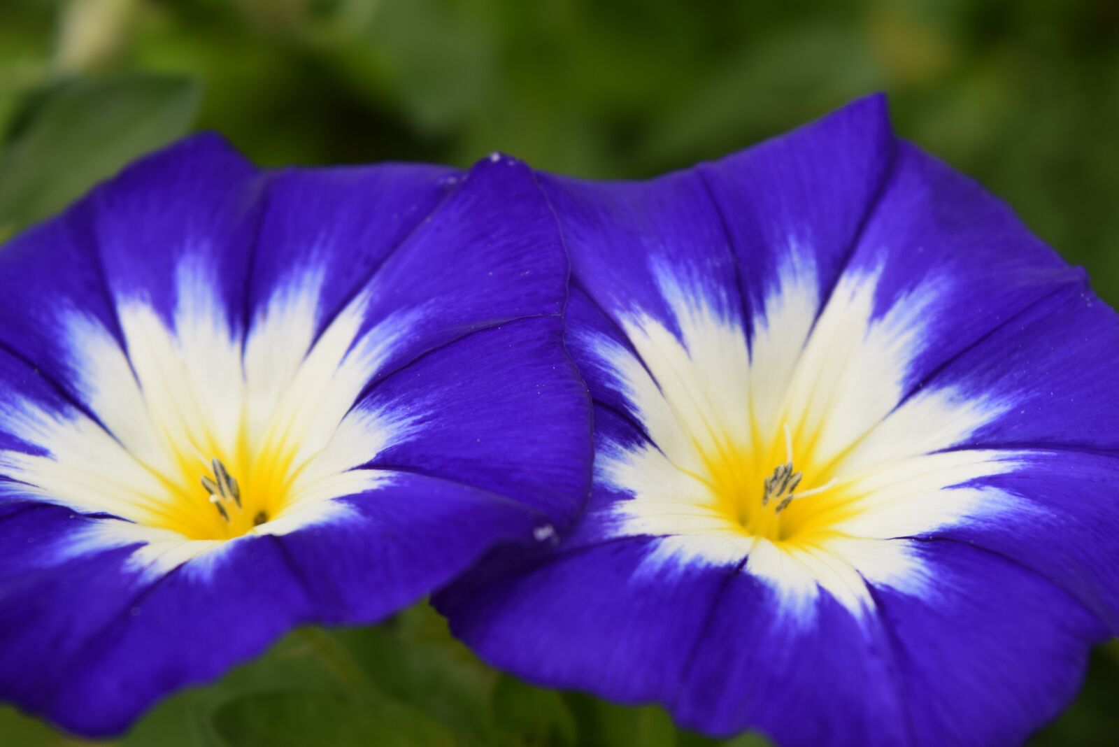 Nikon D3300 sample photo. Flowers, plant, bloom photography