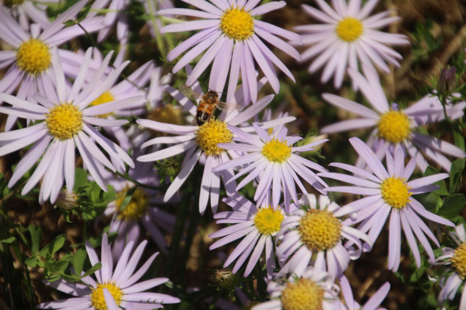 Canon EOS 100D (EOS Rebel SL1 / EOS Kiss X7) sample photo. Wild flower, bee, flower photography